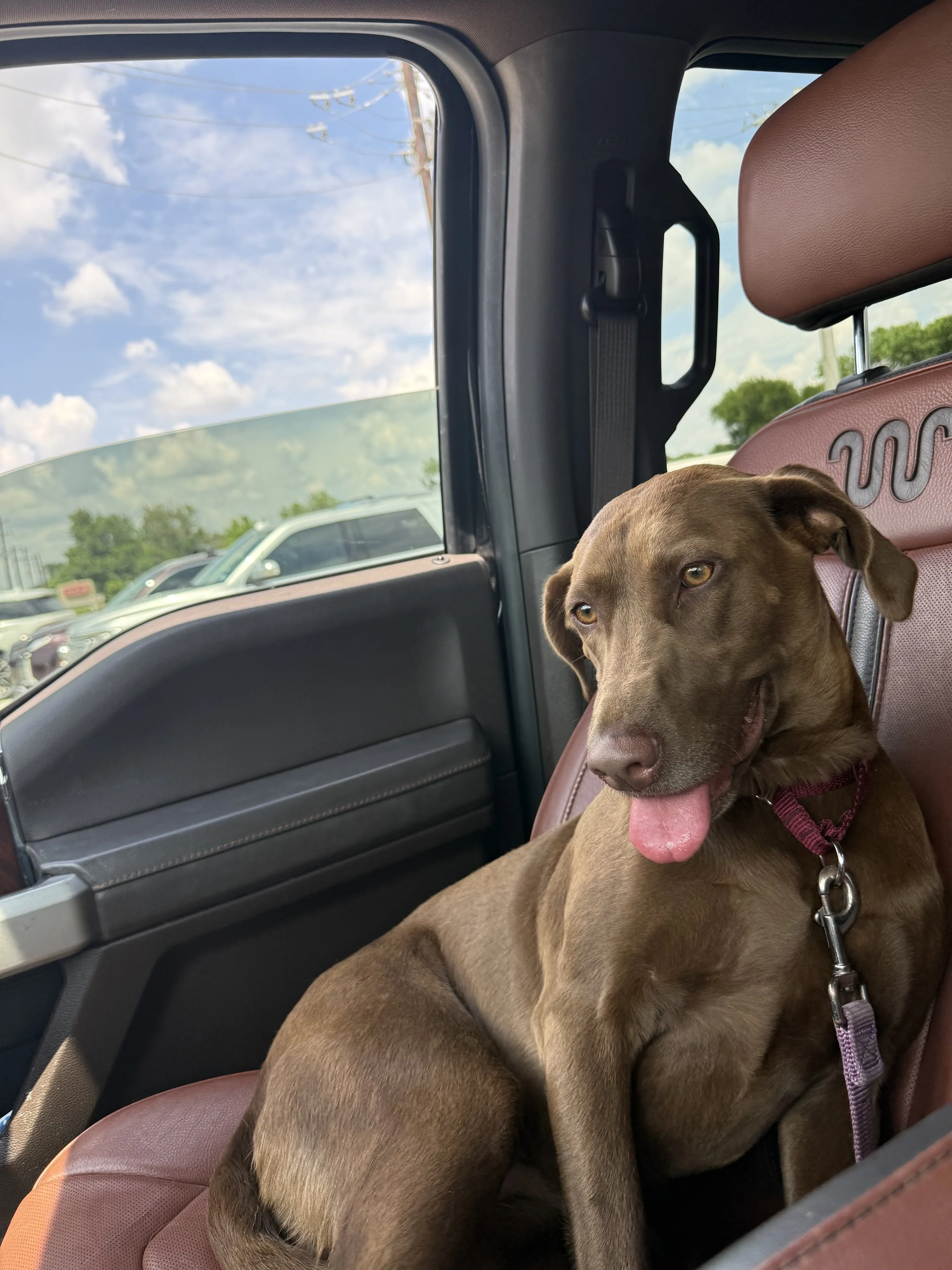 Chocolate Labrador, DFW, adopt, rescue, dog, McKinney, Texas, Plano, Frisco, summer
