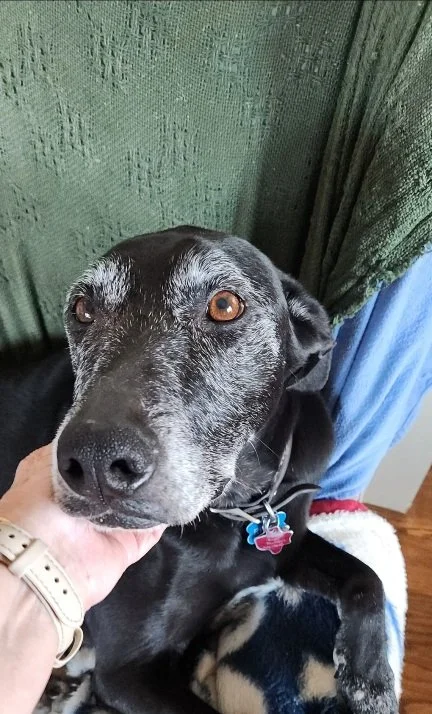 Senior dog, frosted face, GSP, Pointer, Dallas, McKinney, Plano, Frisco, Highland Park, black dog