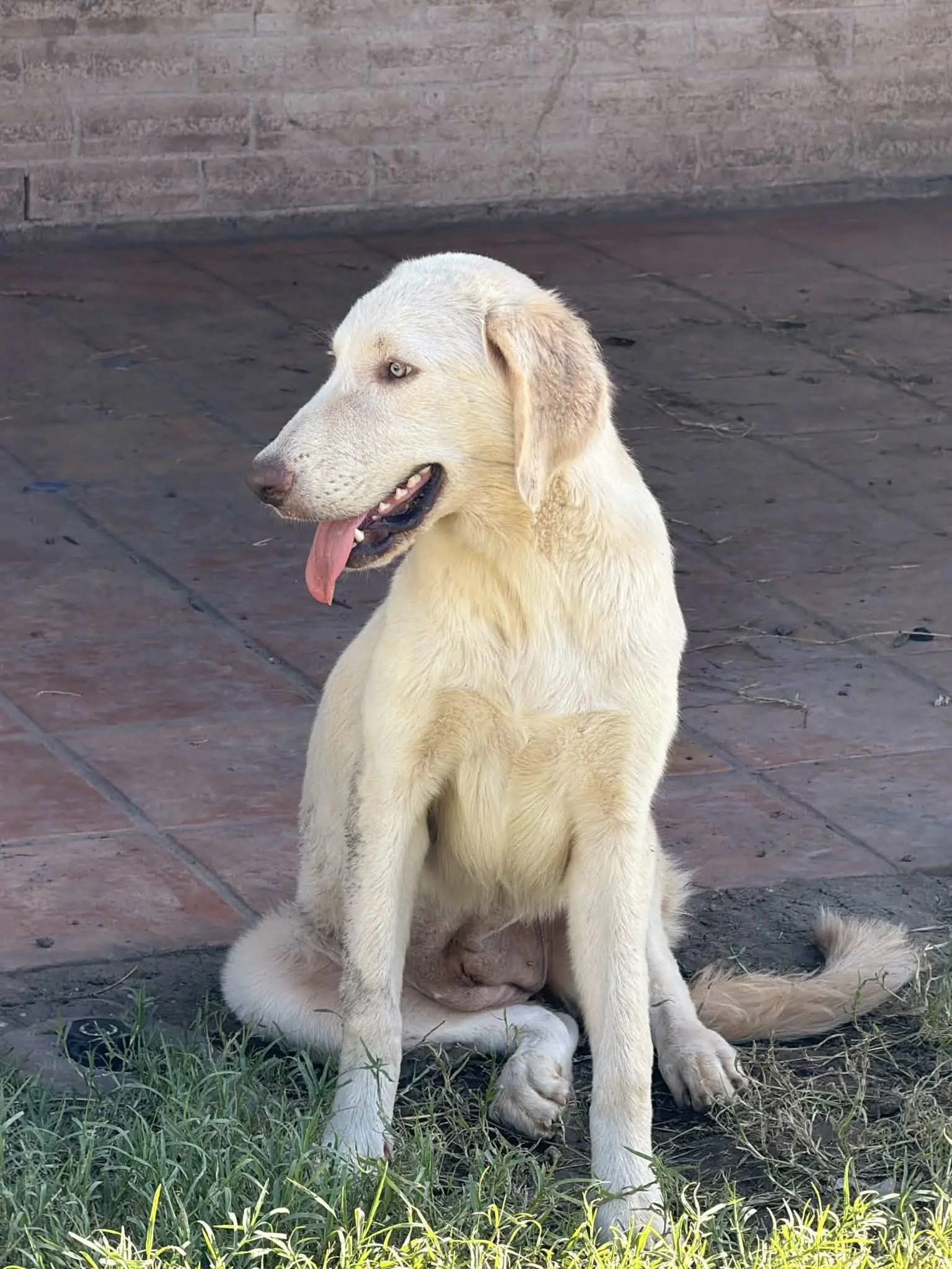 Golden Retriever mix, Labrador mix, yellow lab, Dallas, DFW, Ana, Texas, adopt, rescue, Frisco, Plano, McKinney, Grapevine