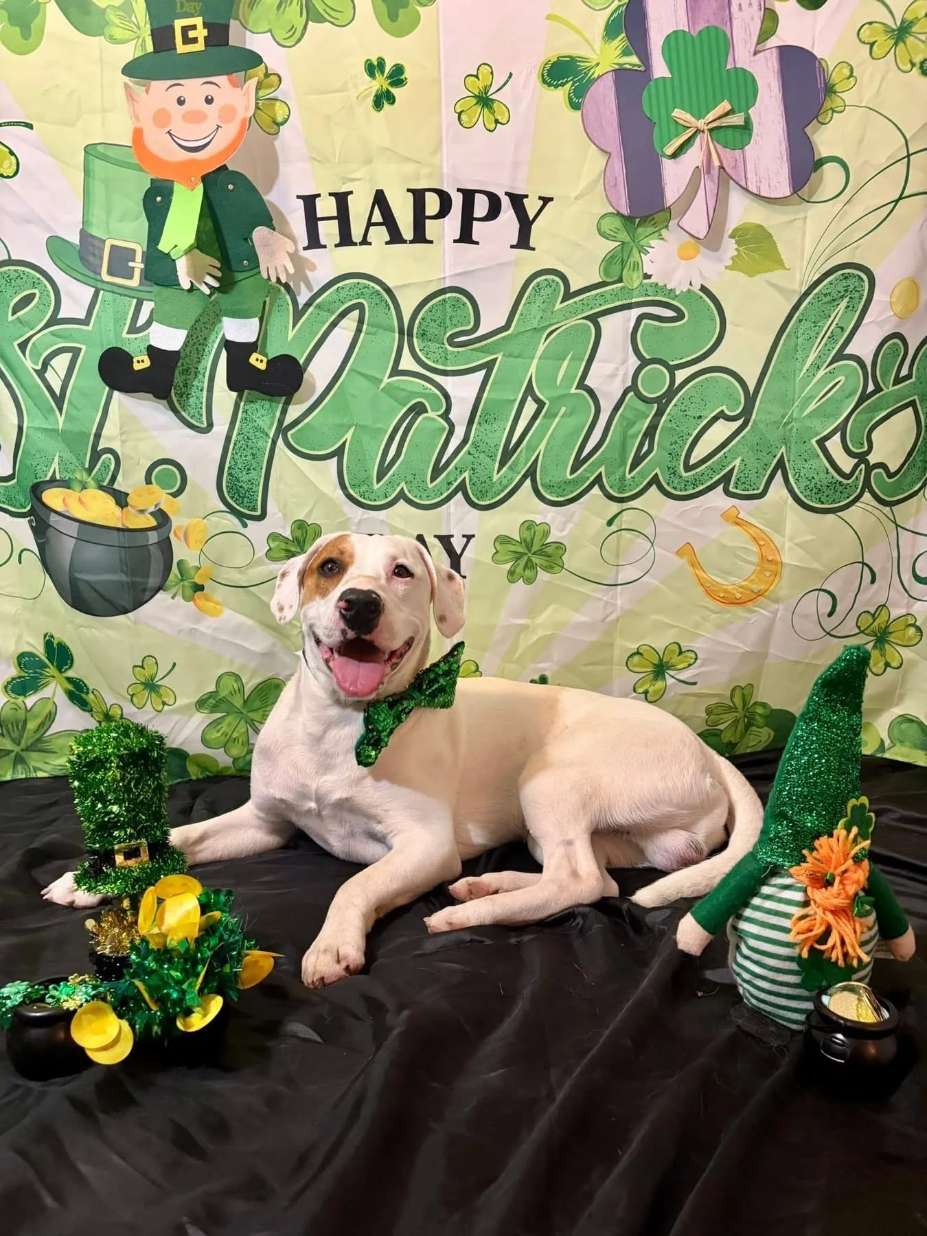 Treeing Walker Coonhound, Blueticked Coonhound, Pointer mix, Dallas, rescue dog, adopt, Fort Worth, Plano, McKinney, Anna, Texas