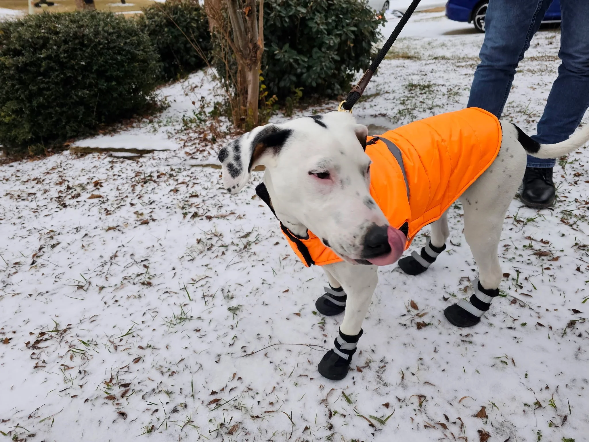 Treeing Walker Coonhound, Dallas, rescue dog, adopt, DFW, Fort Worth, Frisco, Plano, McKinney