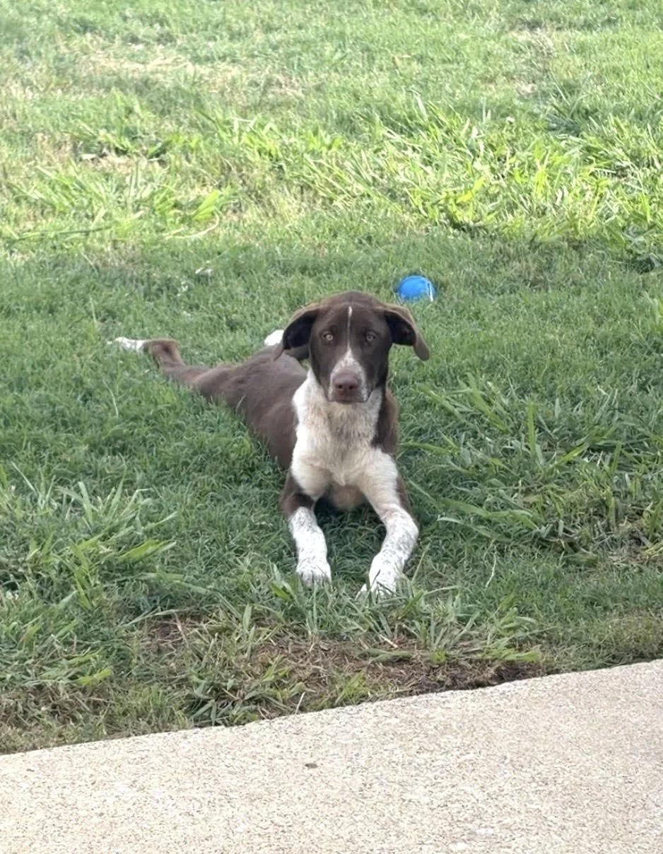 Pointer, German Shorthaired Pointer, bird dog, DFW, Dallas, summer, rescue, adopt, dog