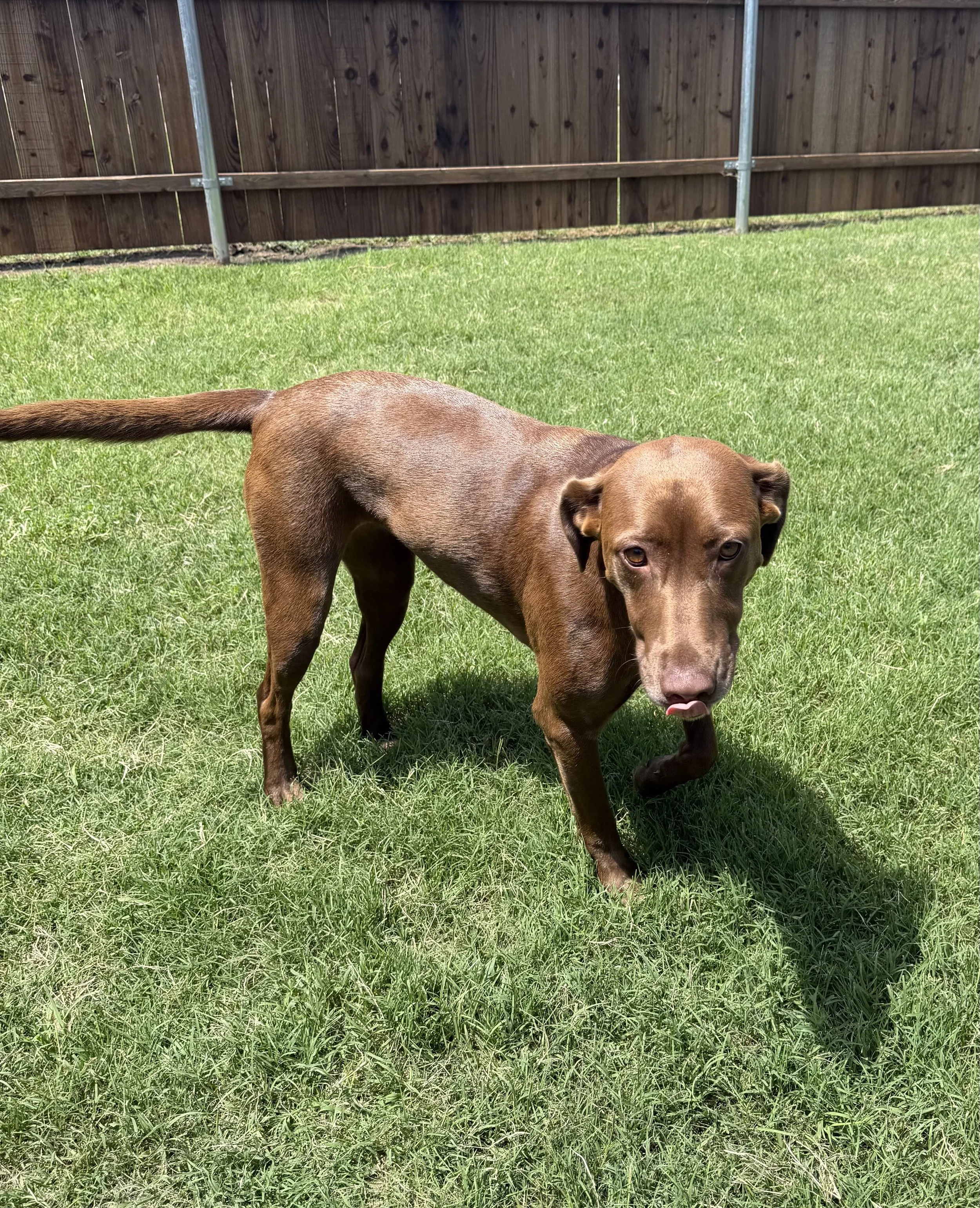 Chocolate Labrador, DFW, adopt, rescue, dog, McKinney, Texas, Plano, Frisco, summer