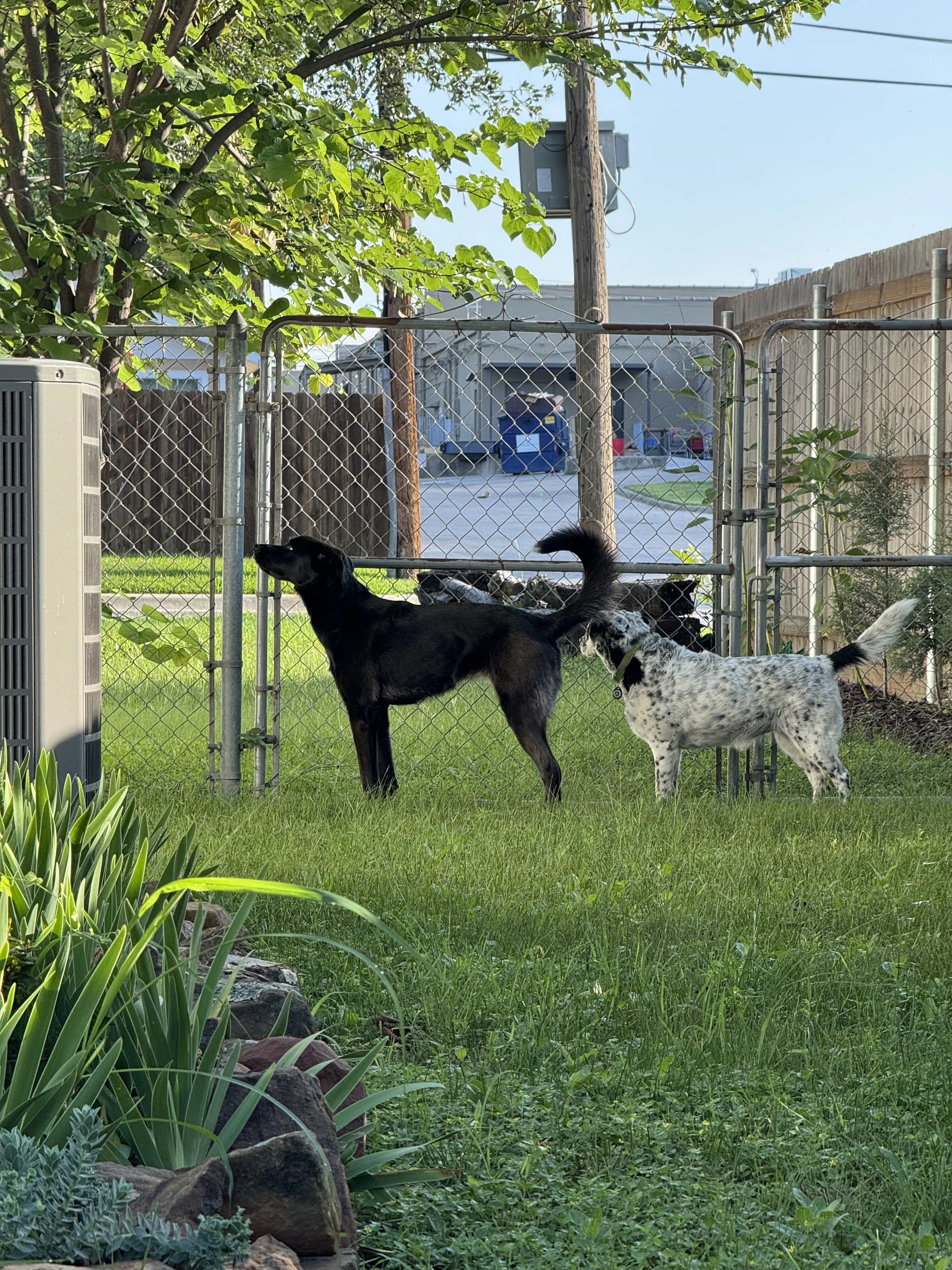 Black Labrador, dog, rescue, adopt, McKinney, DFW, Plano, Frisco, summer