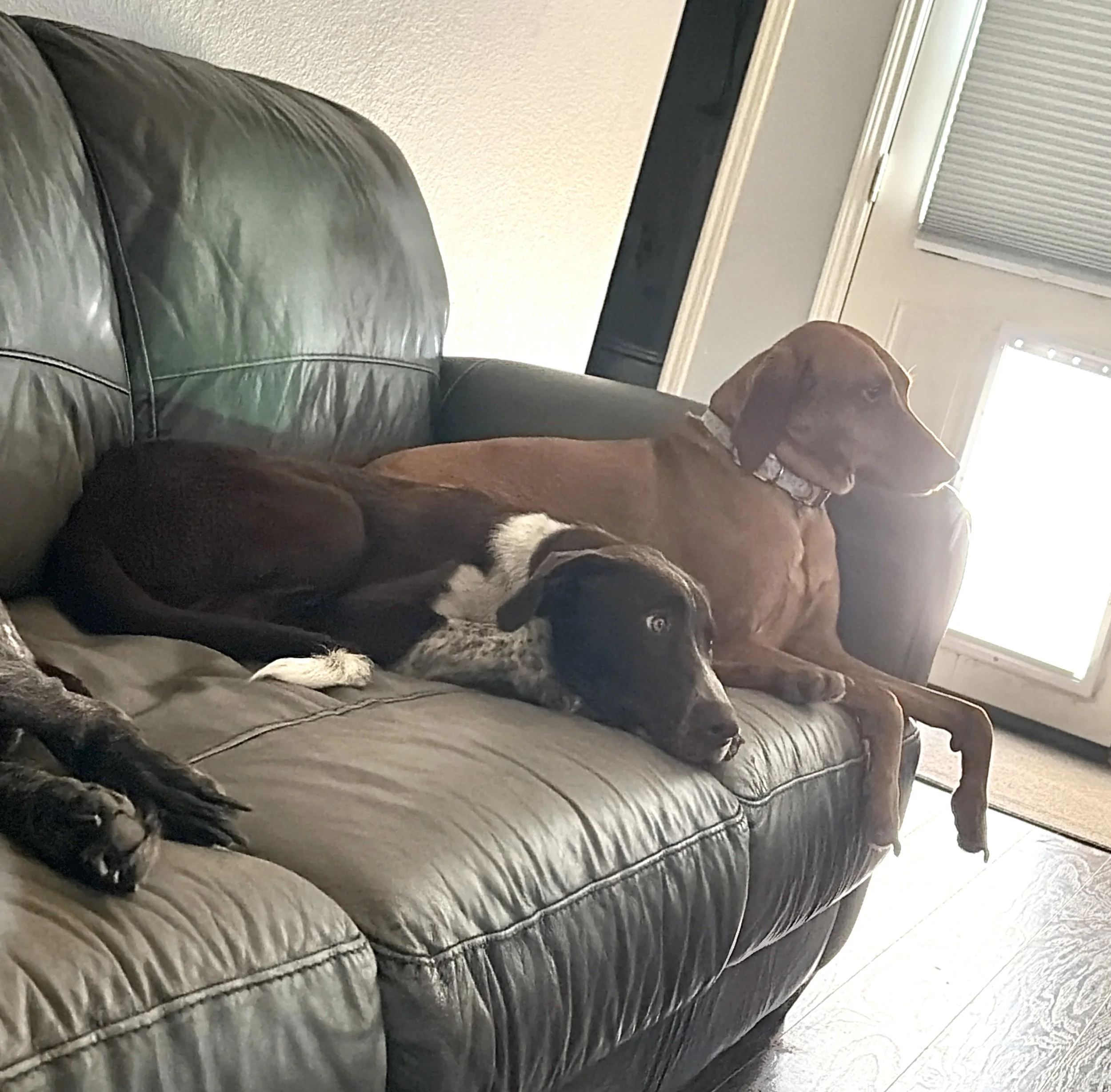 Pointer, German Shorthaired Pointer, bird dog, DFW, Dallas, summer, rescue, adopt, dog