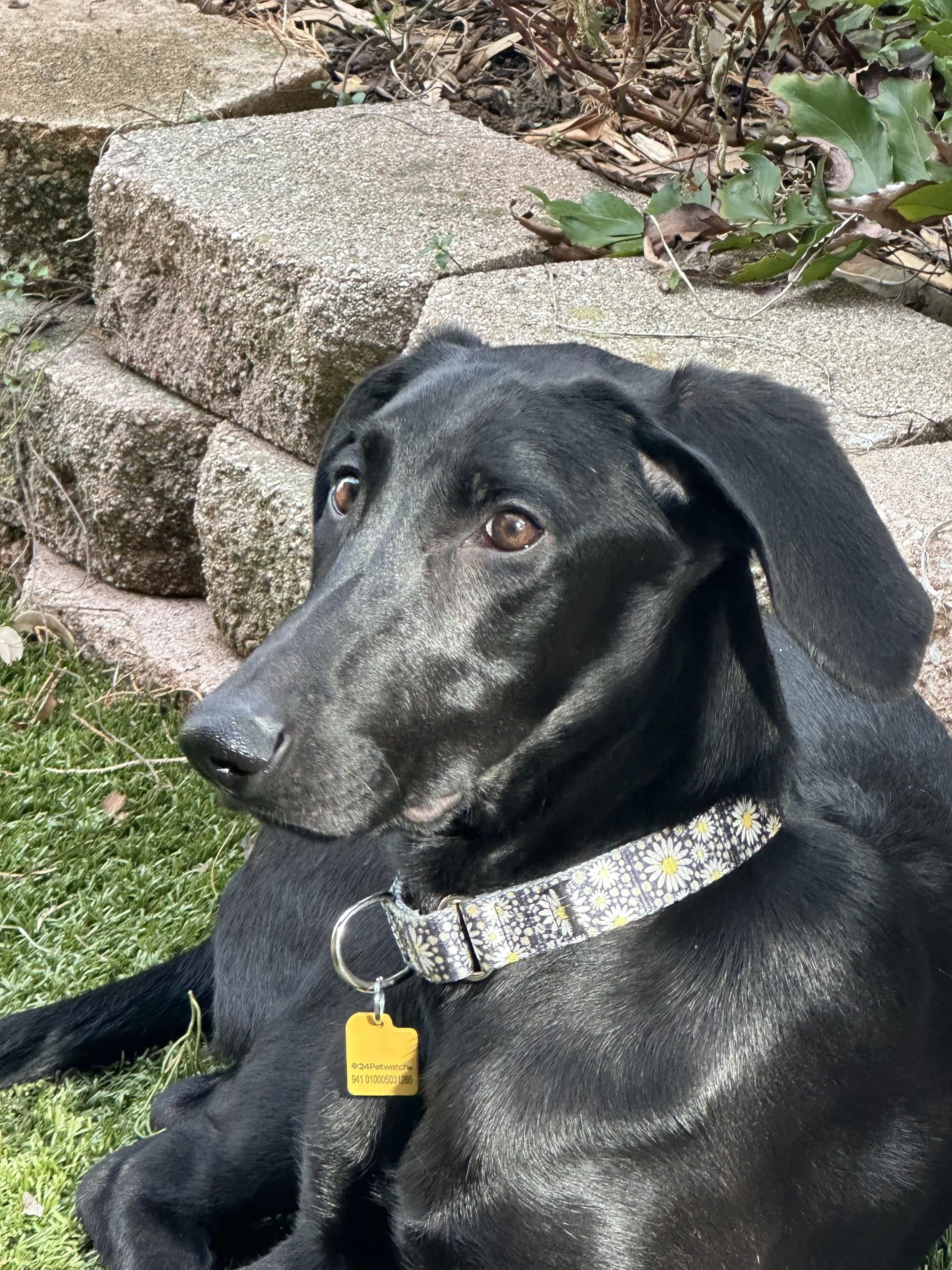 Pointer, GSP, Black Labrador, Dallas, DFW, Plano, McKinney, adopt, rescue, Colorado, Frisco, Fort Worth