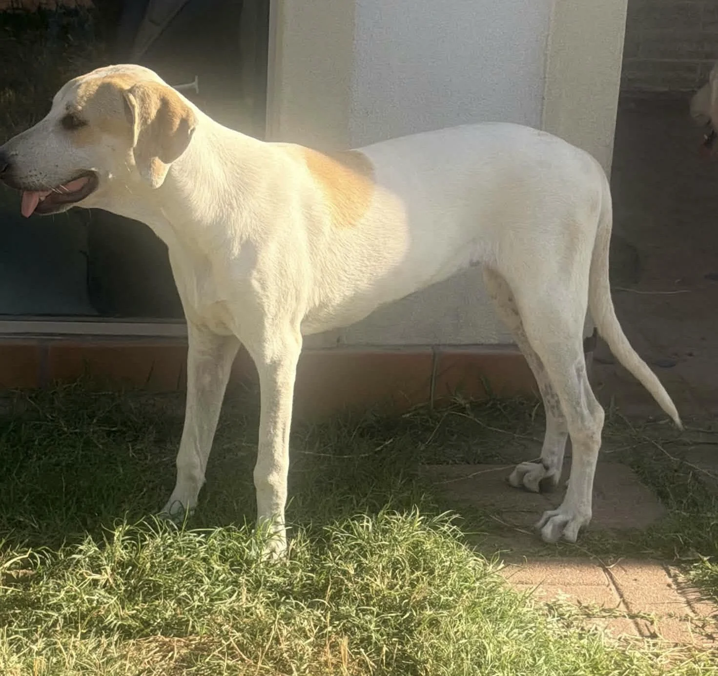 Labrador, Lemon Pointer, Dallas, rescue dog, adopt, puppy, McKinney, Texas