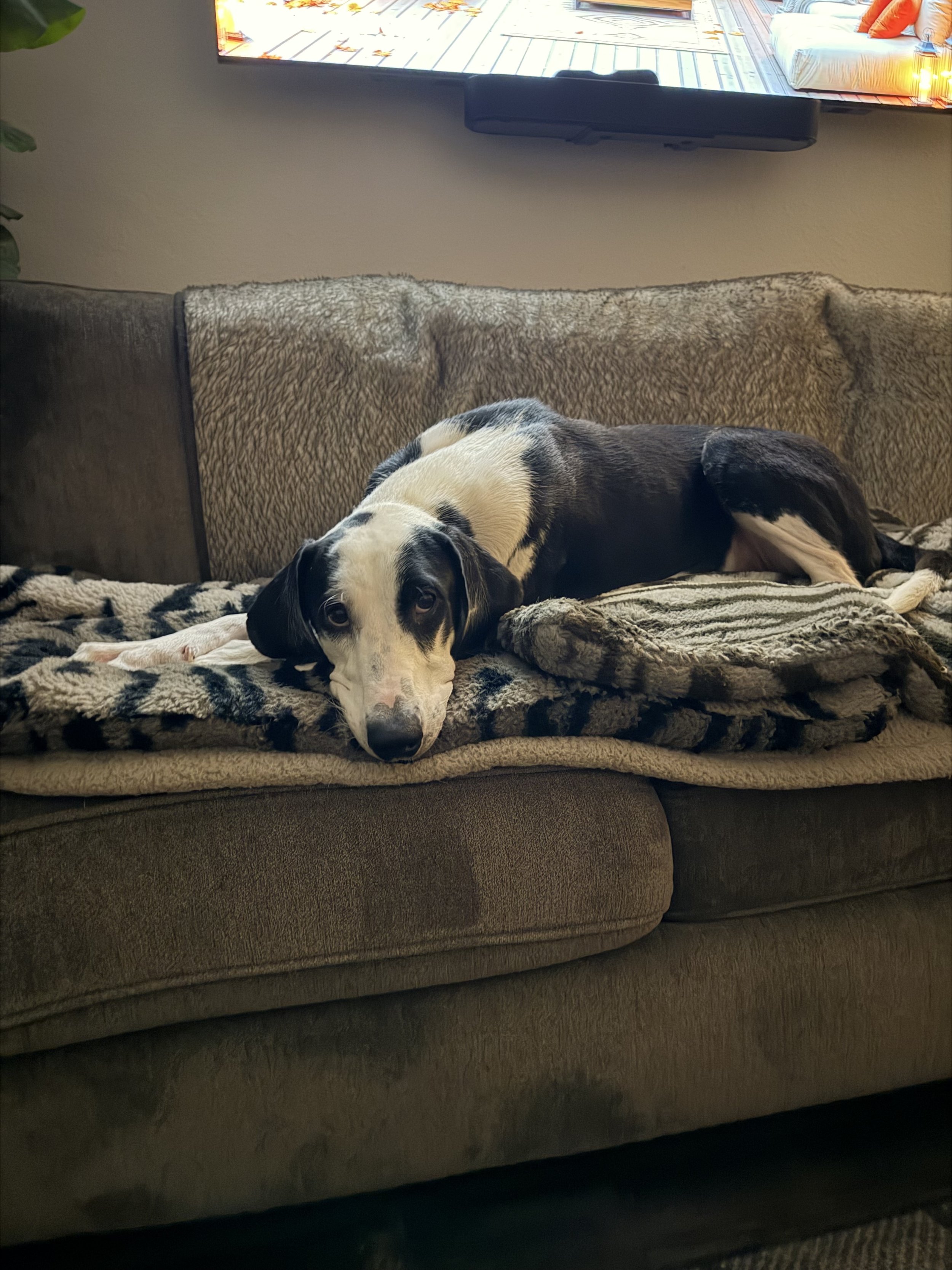 Pointer, GSP, mixed breed, Labrador, black and white dog, Dallas, rescue, adopt, Frisco, Anna, McKinney, DFW, Great Dane mix