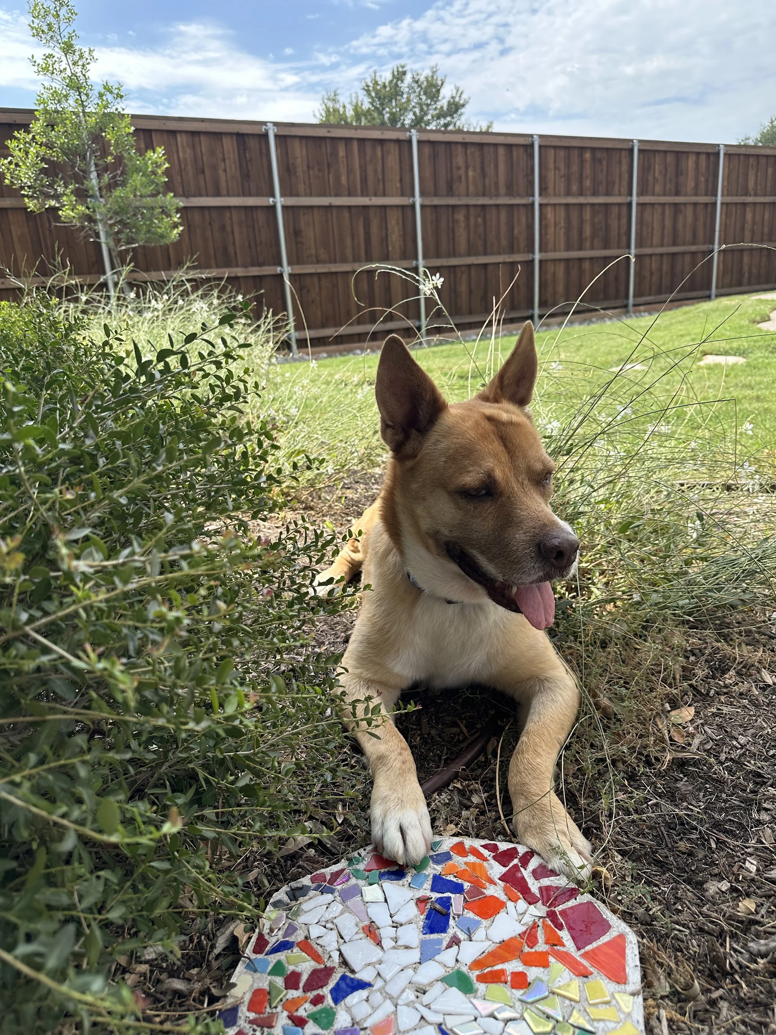 Carolina dog, mutt, rescue, adopt, tan dog, Dallas, Texas, Plano, McKinney, Grapevine