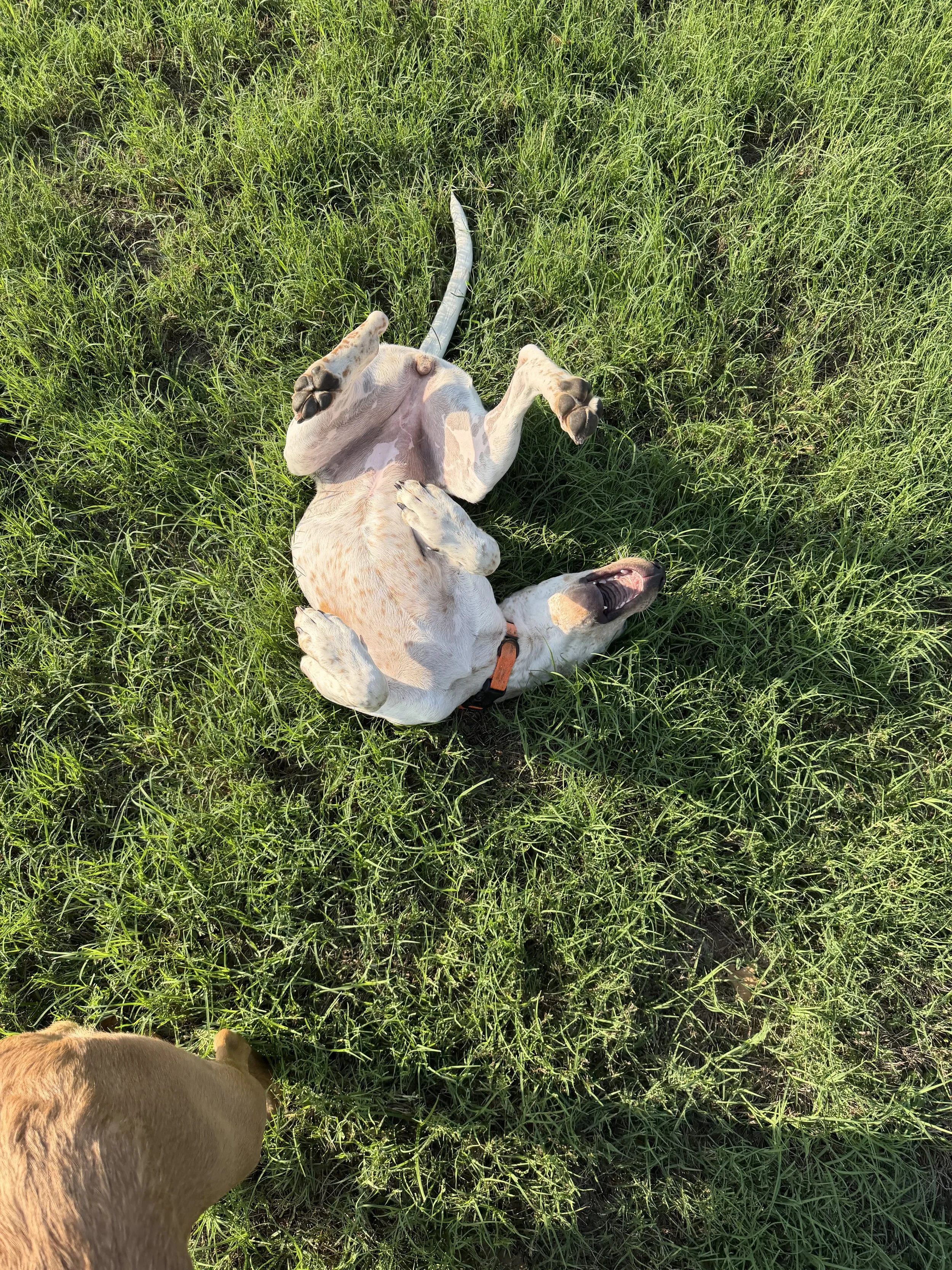 English Pointer, Pointer, GSP, adopt, rescue, Dallas, Colorado, McKinney, Plano, DFW, North Texas, Grapevine, Frisco, Anna, Nebraska, dog
