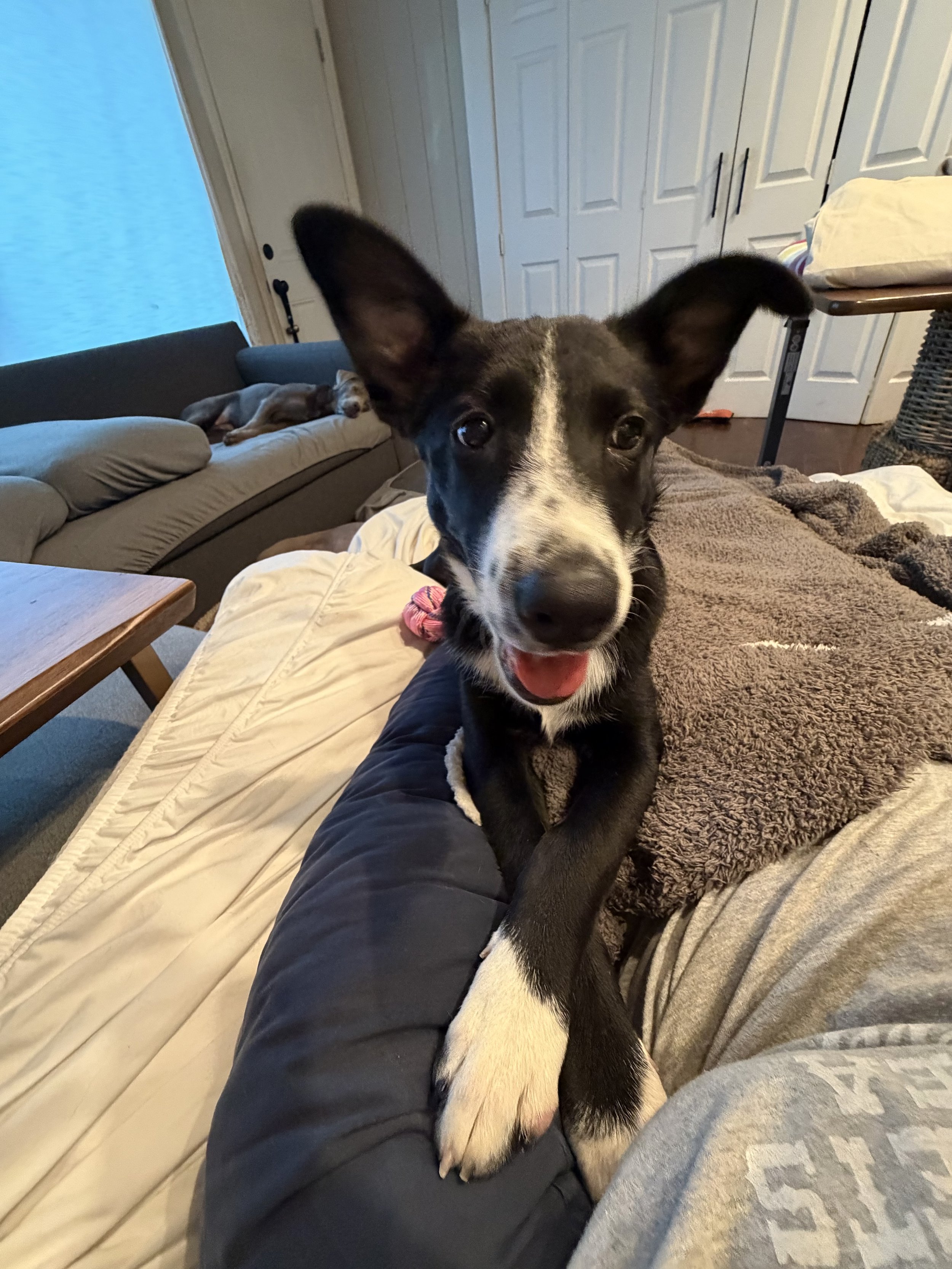 Pointer mix puppy, black and white dog, cute dog, big ears, Pointer, Dallas, McKinney, Plano, rescue, adopt