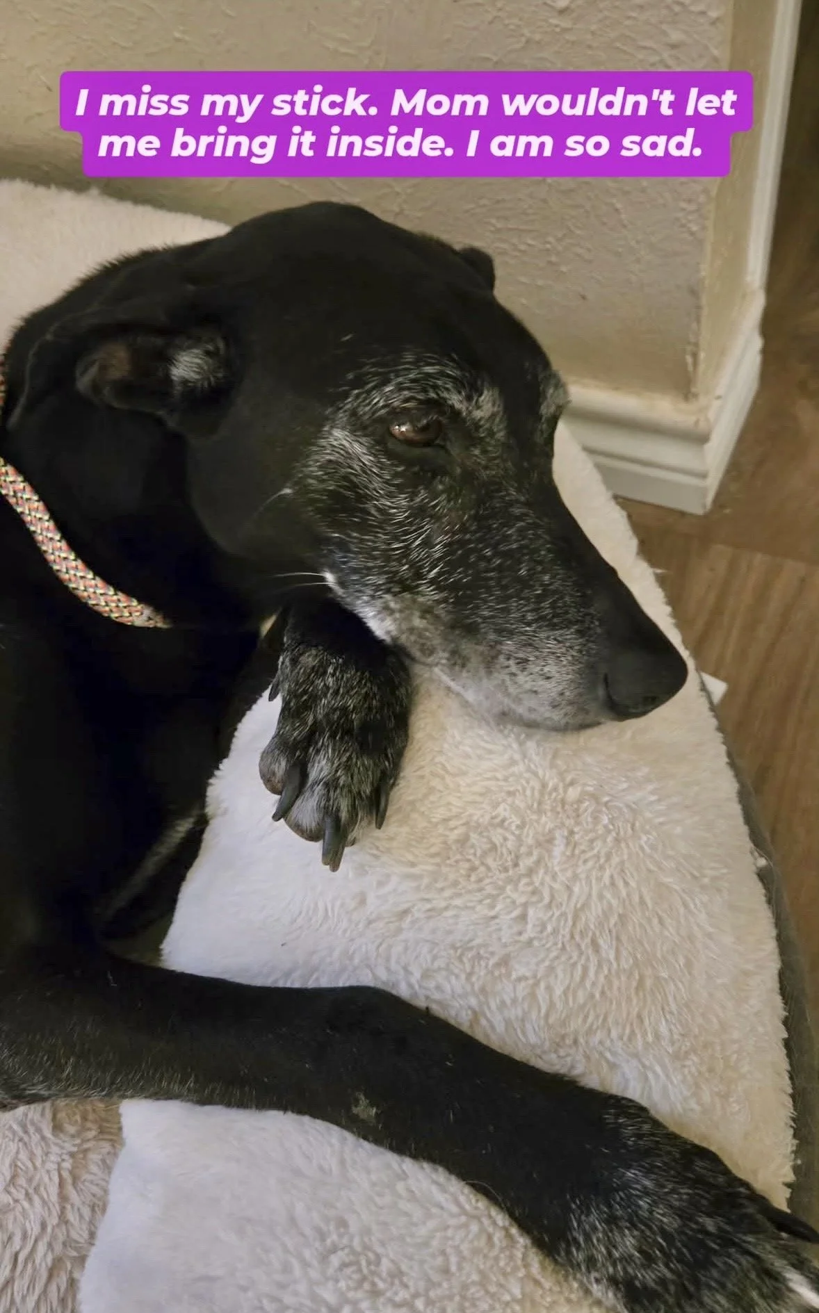 Senior dog, frosted face, GSP, Pointer, Dallas, McKinney, Plano, Frisco, Highland Park, black dog