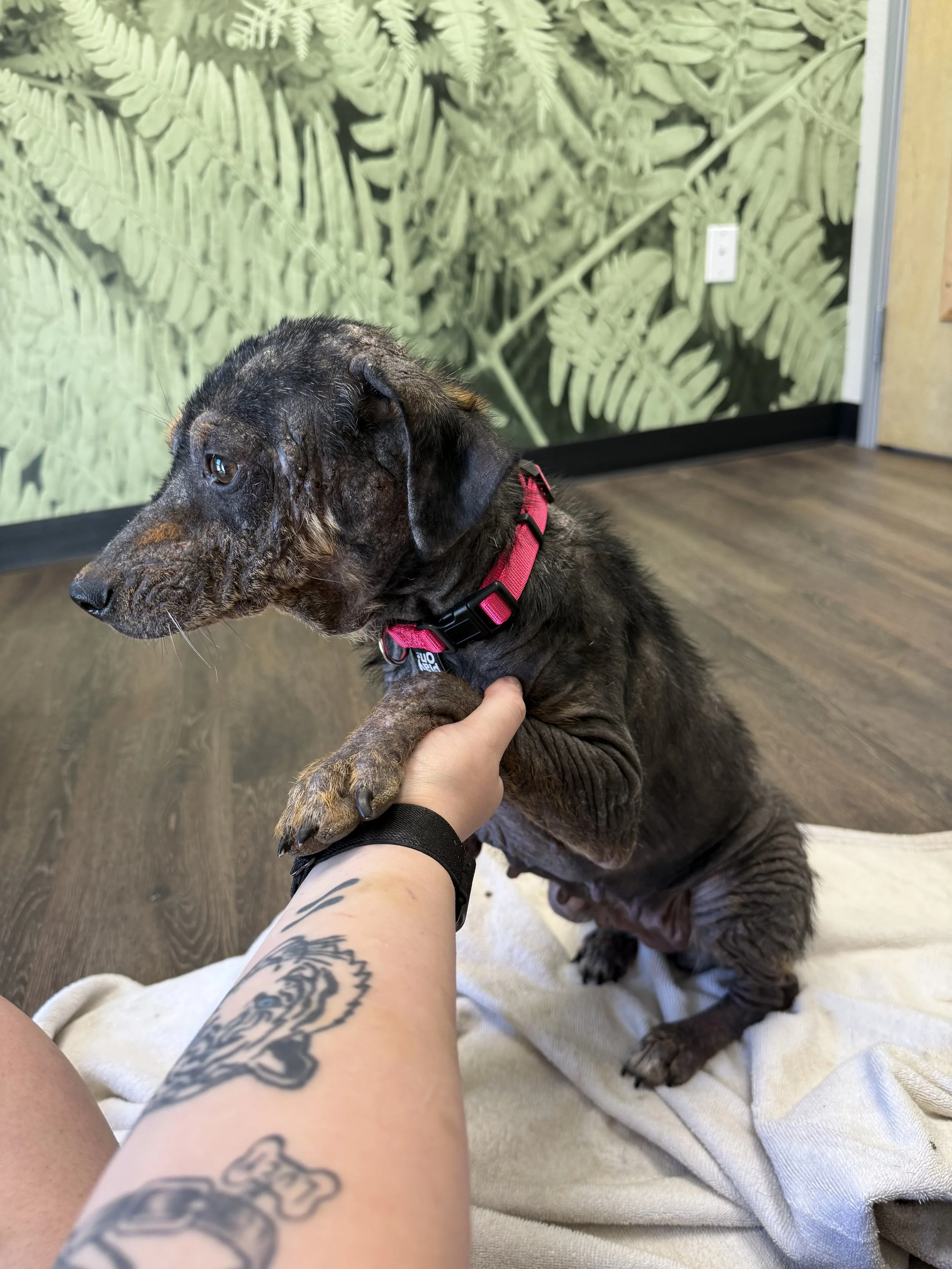Rescue, adopt, Dallas, summer, Shepherd mix, DFW, Plano, Fort Worth