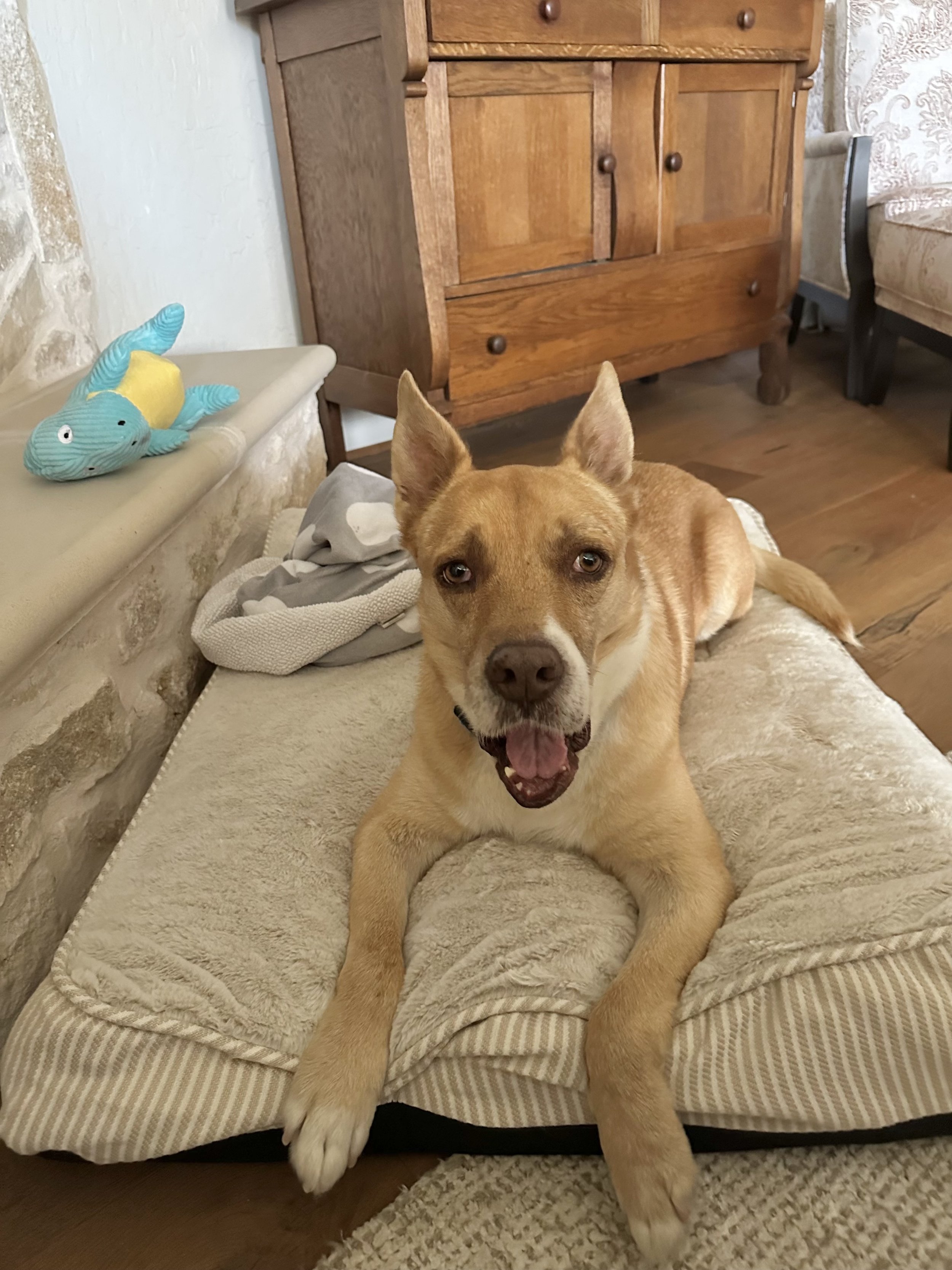 Carolina dog, mutt, rescue, adopt, tan dog, Dallas, Texas, Plano, McKinney, Grapevine