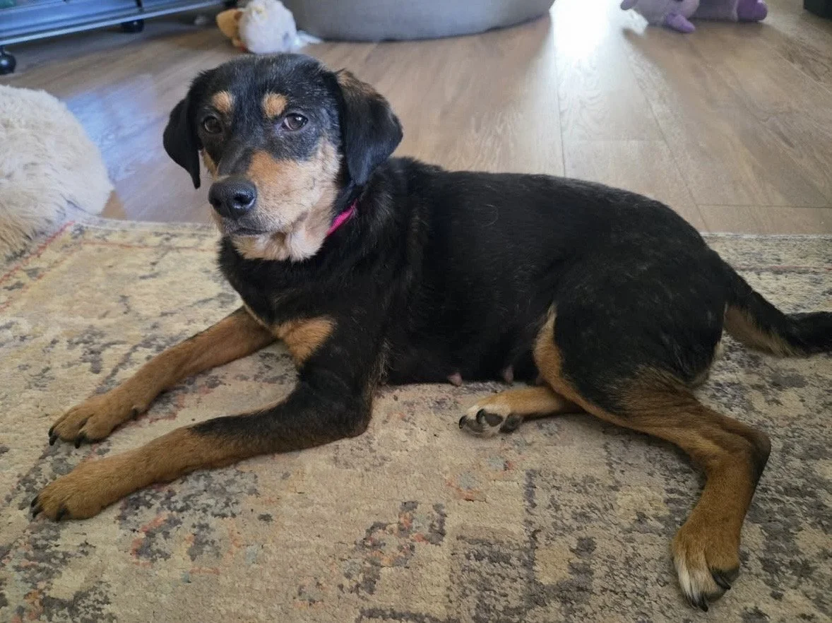 Rescue, adopt, Dallas, summer, Shepherd mix, DFW, Plano, Fort Worth