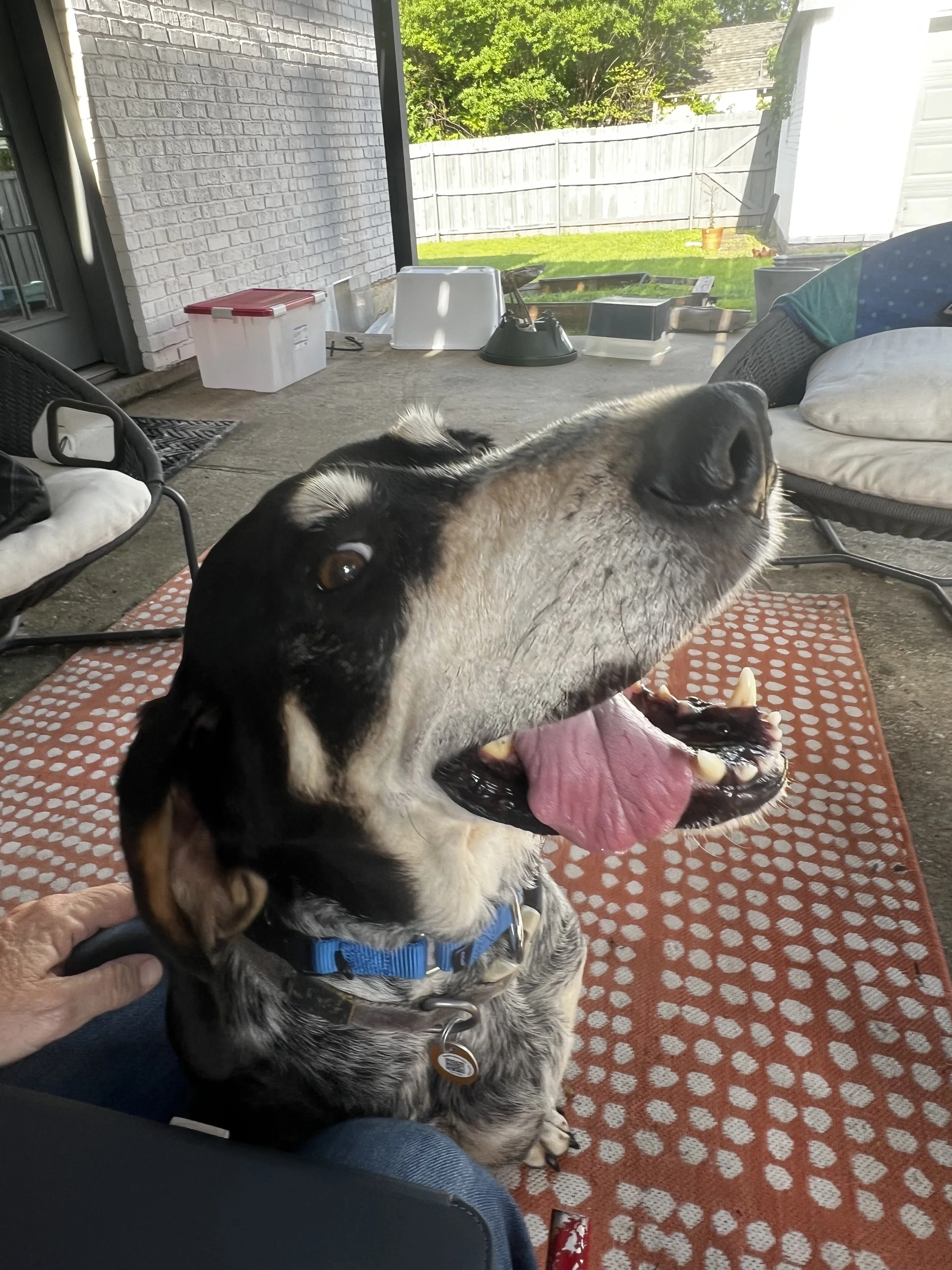 Bluetick Coonhound, Hound, Dallas, Adopt, rescue dog, I would rather be with my dog, McKinney, Plano, Fort Worth, pizza, DFW, London