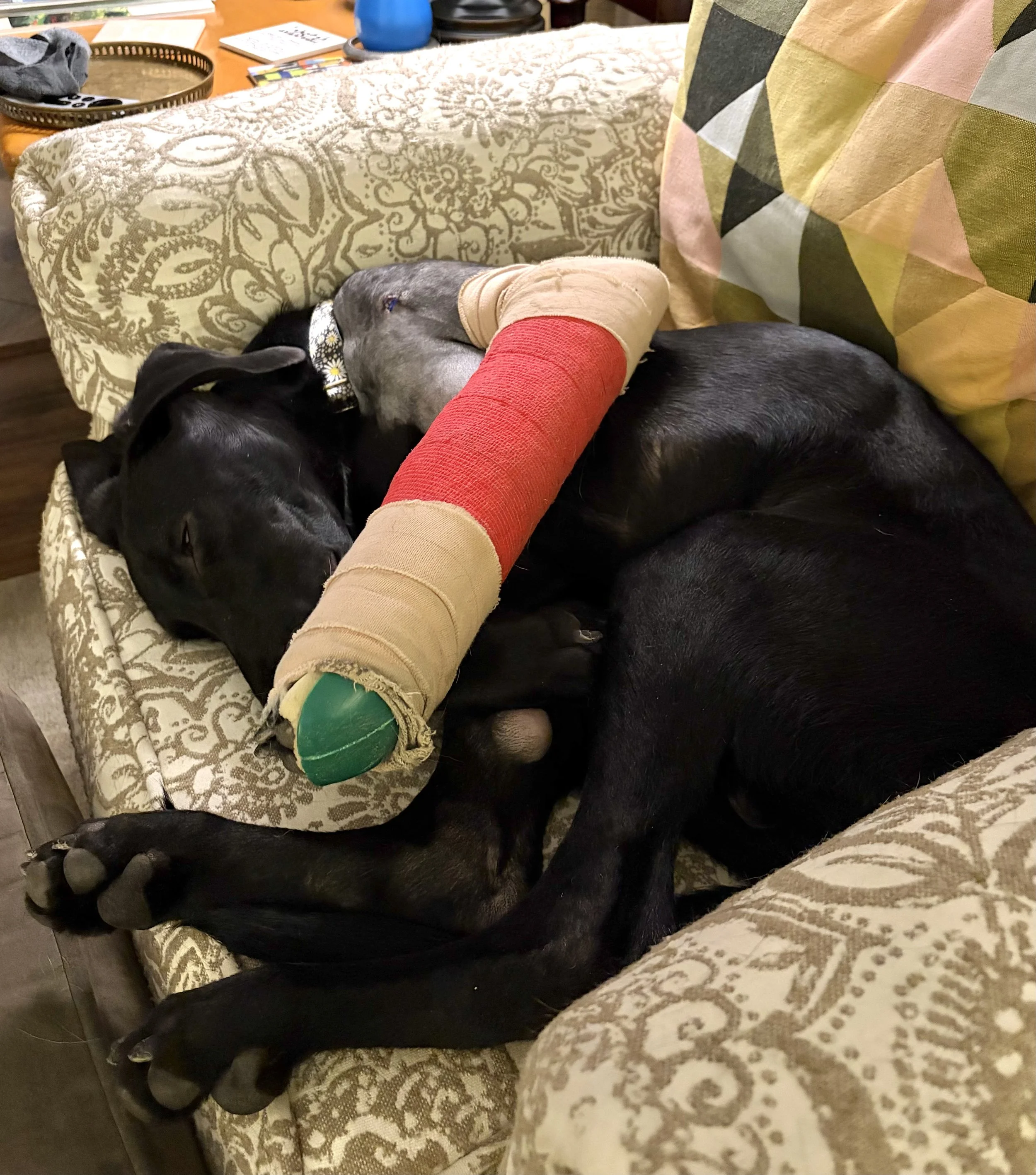 Pointer, GSP, Black Labrador, Dallas, DFW, Plano, McKinney, adopt, rescue, Colorado, Frisco, Fort Worth