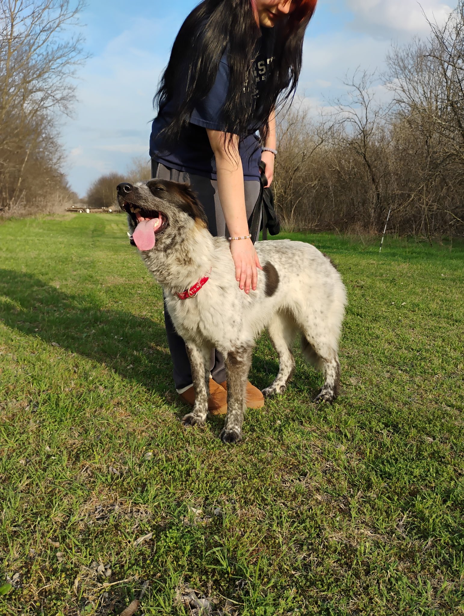 Australian Shepherd, Border Collie, DFW, Plano, McKinney, adopt, rescue dog, I would rather be with my dog, agility dog, flyball, dog training