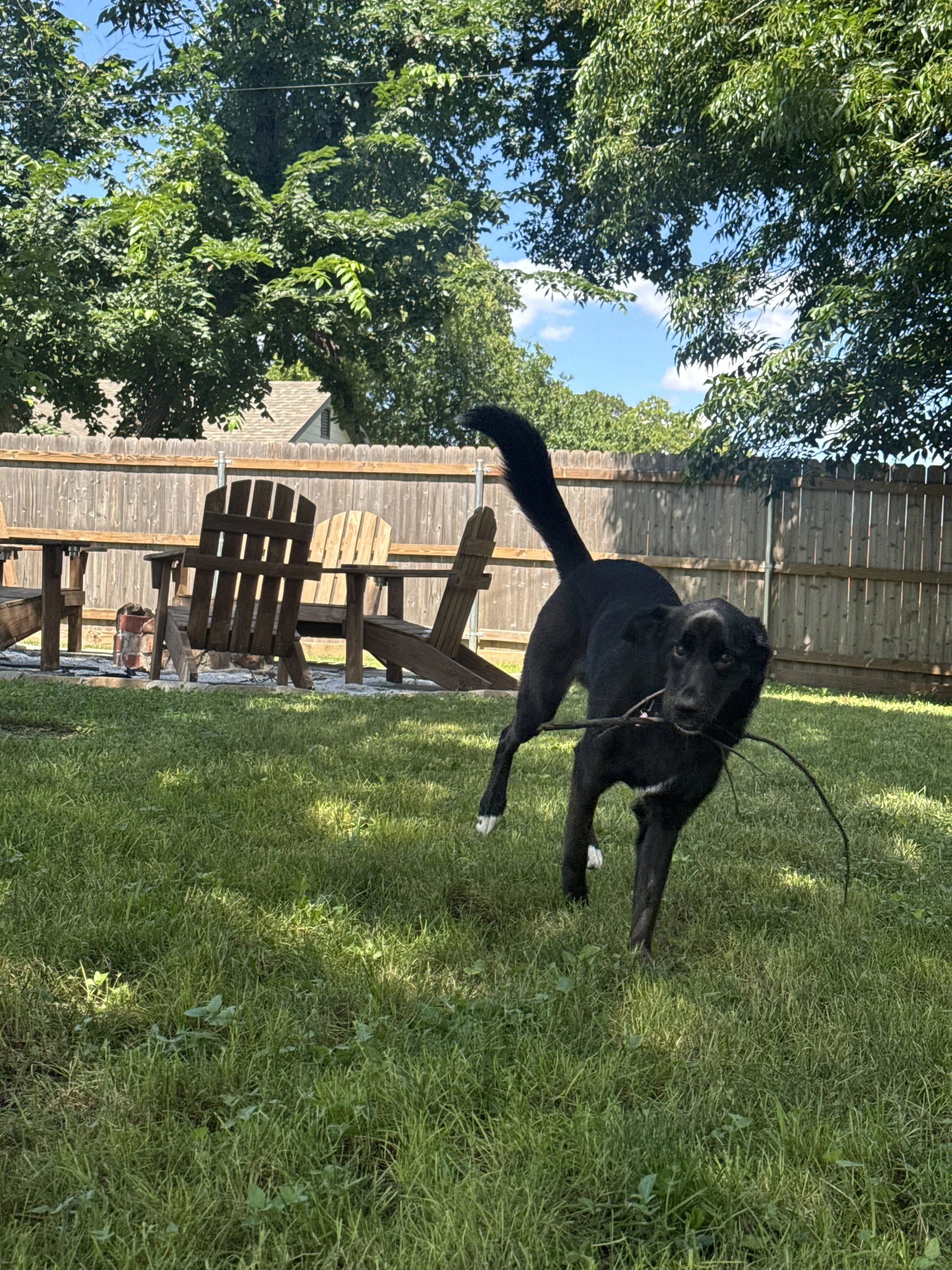 Black Labrador, dog, rescue, adopt, McKinney, DFW, Plano, Frisco, summer