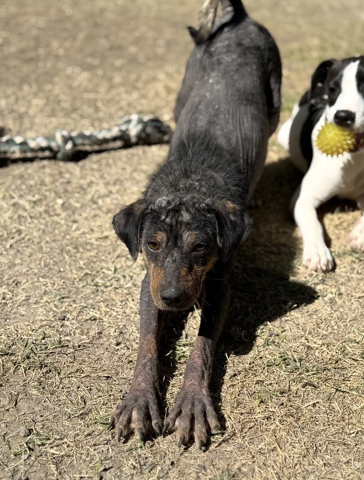 Rescue, adopt, Dallas, summer, Shepherd mix, DFW, Plano, Fort Worth