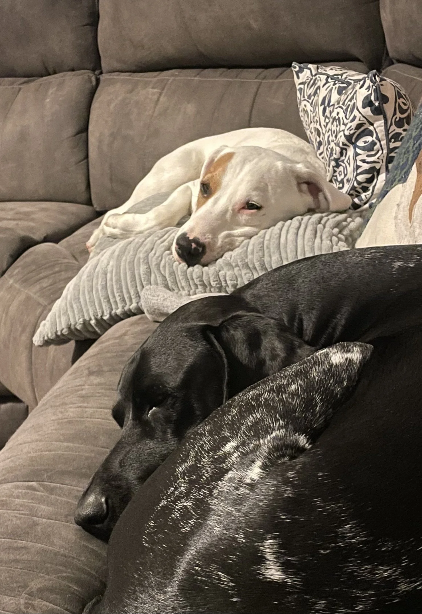 Treeing Walker Coonhound, Blueticked Coonhound, Pointer mix, Dallas, rescue dog, adopt, Fort Worth, Plano, McKinney, Anna, Texas