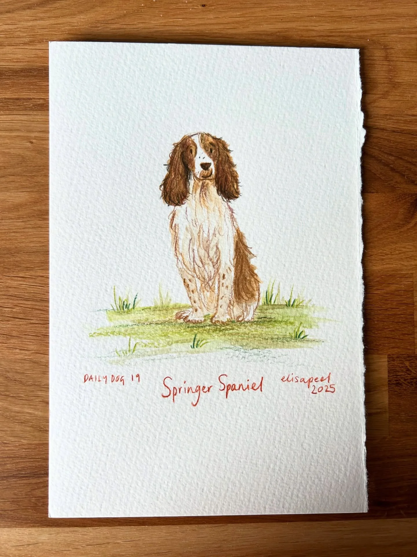 It&rsquo;s been a long wait but here we go @donnamariemoore87 🌞 thank you so much for the suggestion this little fluffer was a lot of fun to draw 🐶

#dailydog #drawingaday #springerspaniel #dogoftheday #etsyshop #commissionsopen #petportraits