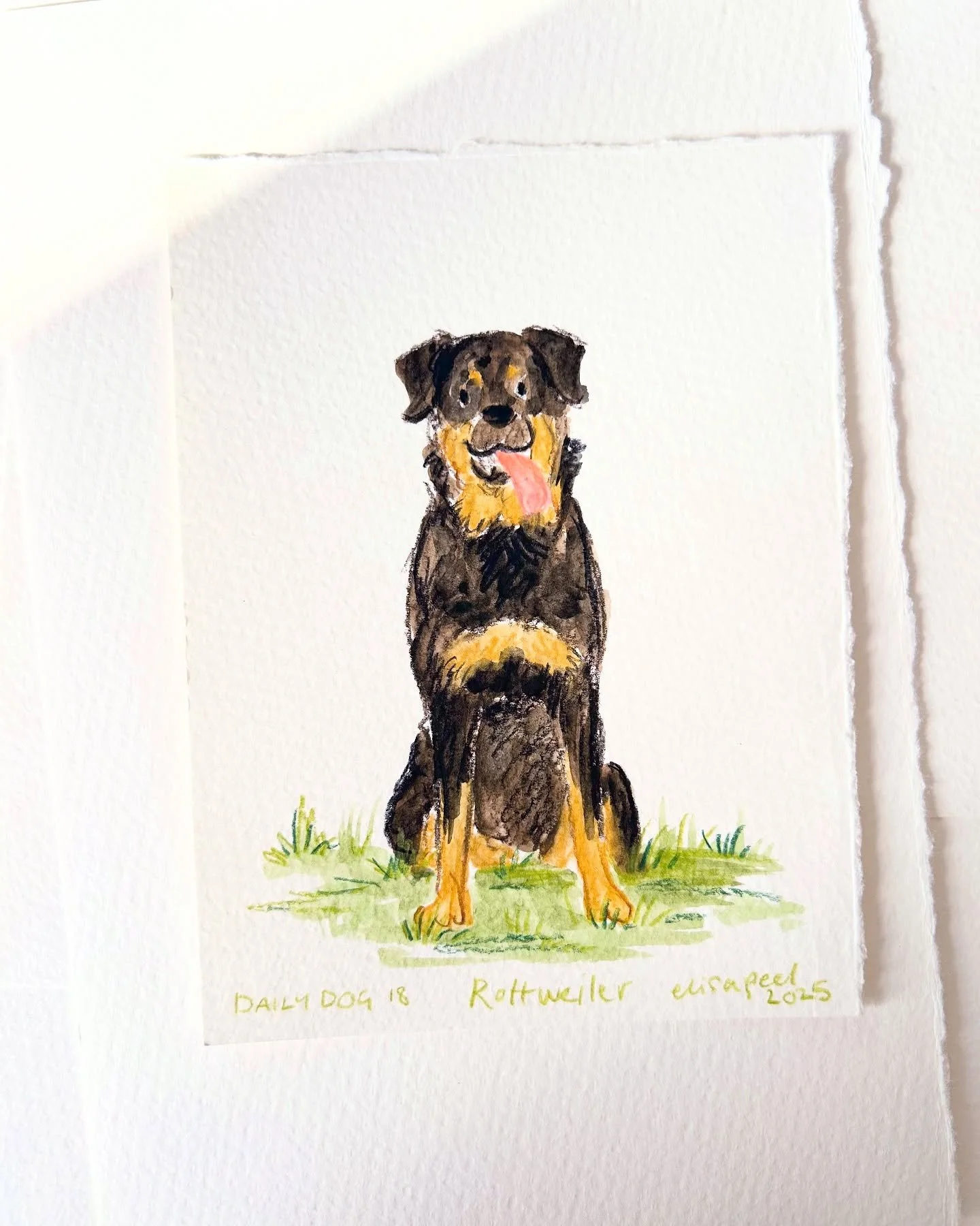 #dailydog 18 is this silly guy! Rottweilers have such cutie faces 😍

#dailydogdrawing #illustration #petportraits #rottweiler #sillydog #dogoftheday #petlovers #watercolour #colouredpencils