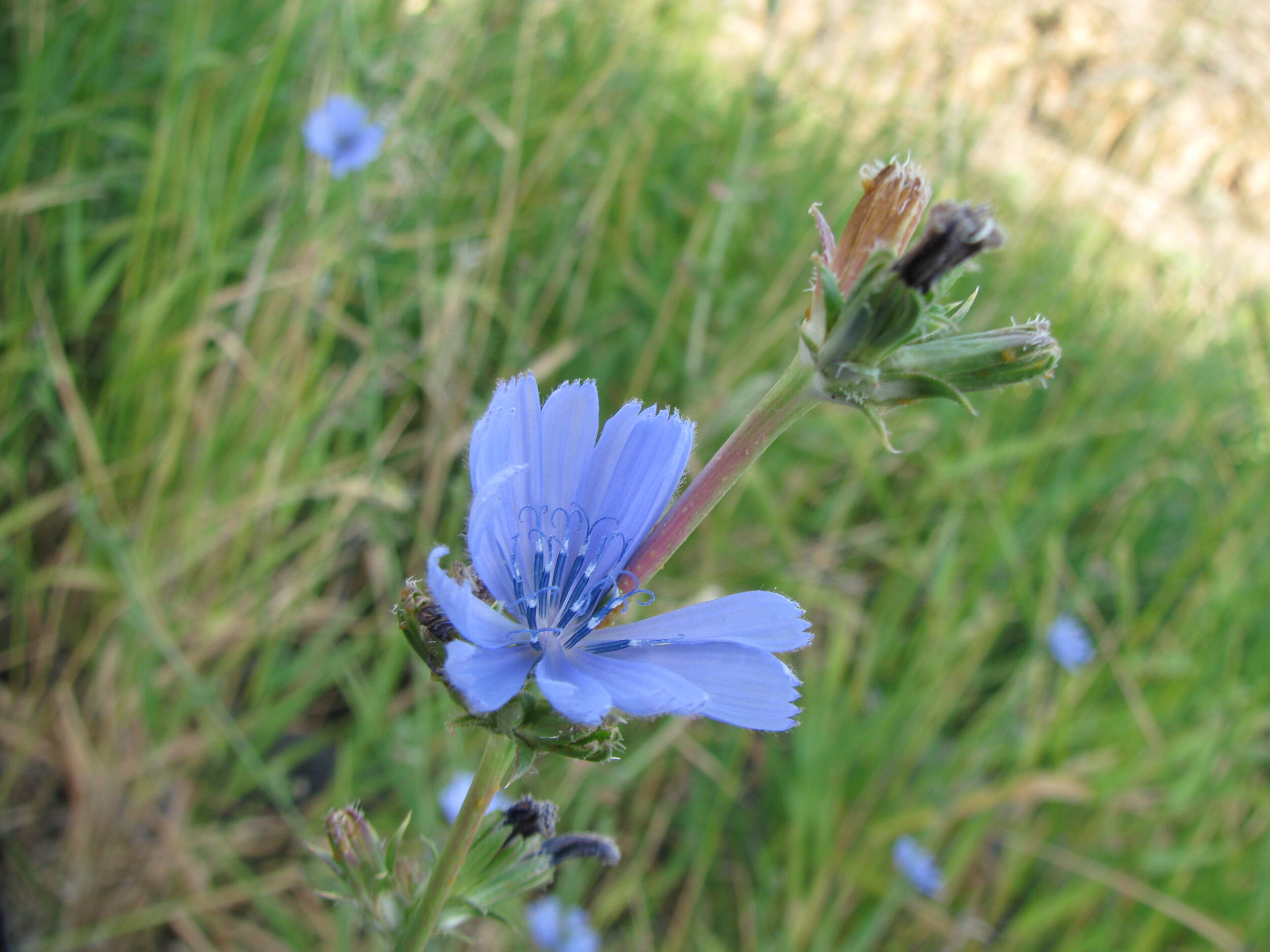 scenic_blue_chicory_deschutes_river.JPG