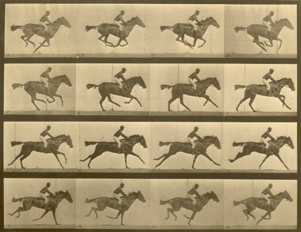  Eadweard Muybridge, "Muybridge Animal Locomotion," Plate 361 from  Animal Locomotion: An Electro Photographic Investigation of Consecutive Phases of Animal Motion , ca. 1887. Courtesy of University of Pennsylvania: University Archives Image Collecti