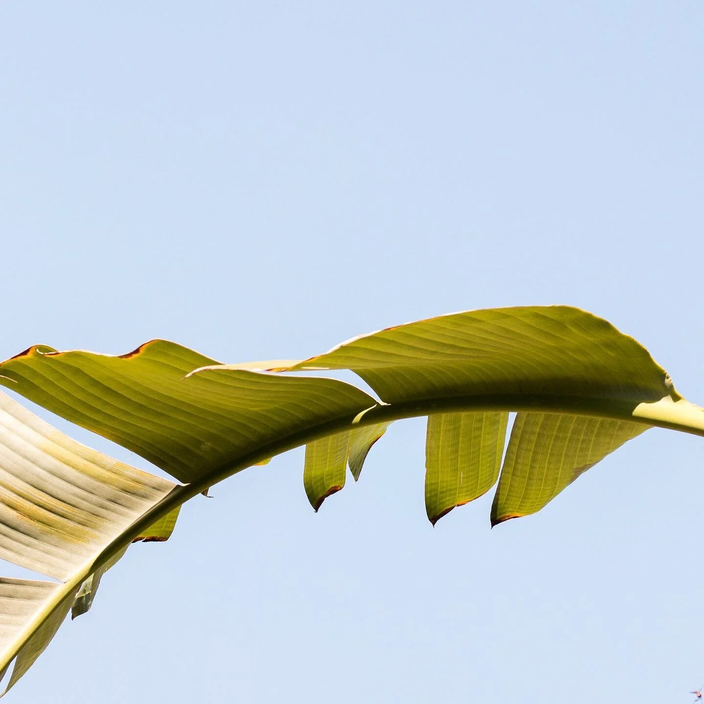must.take.photo.of.every.single.palm