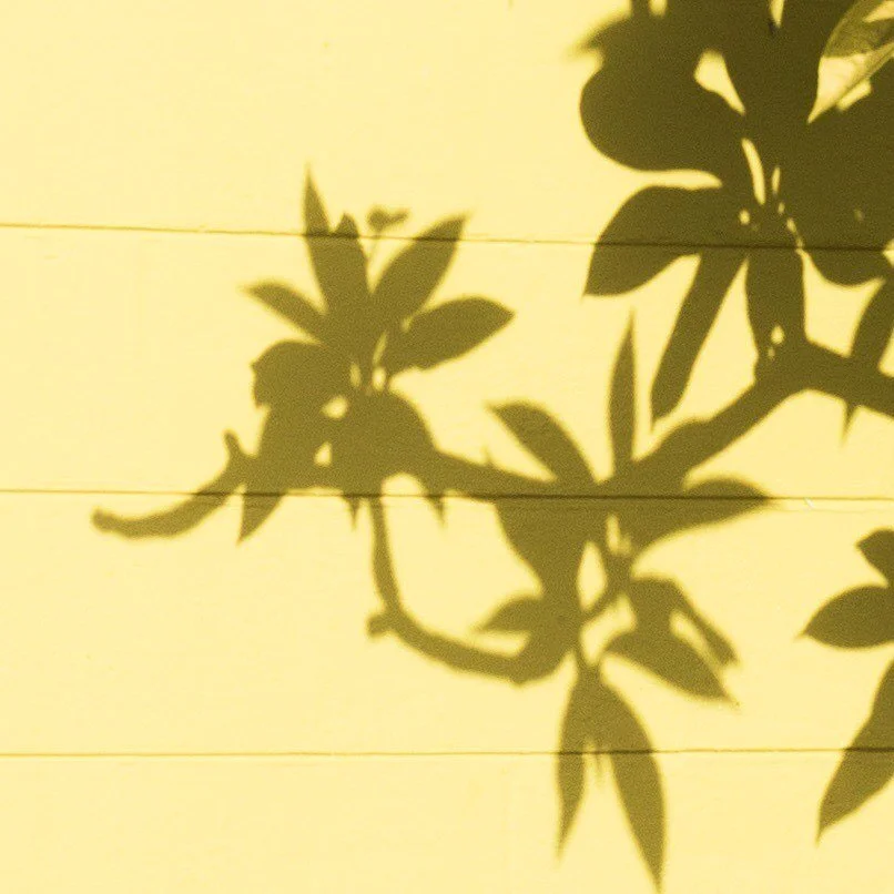 some yellow for your feed ☀️ taken in my neighbor&rsquo;s yard