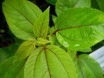 Workshop - Working with Healing Plants