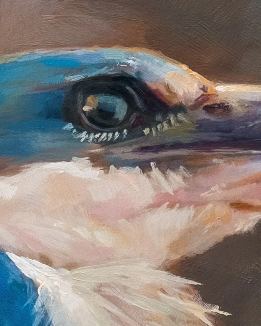Collared_kingfisher_1K_detail_01.jpg