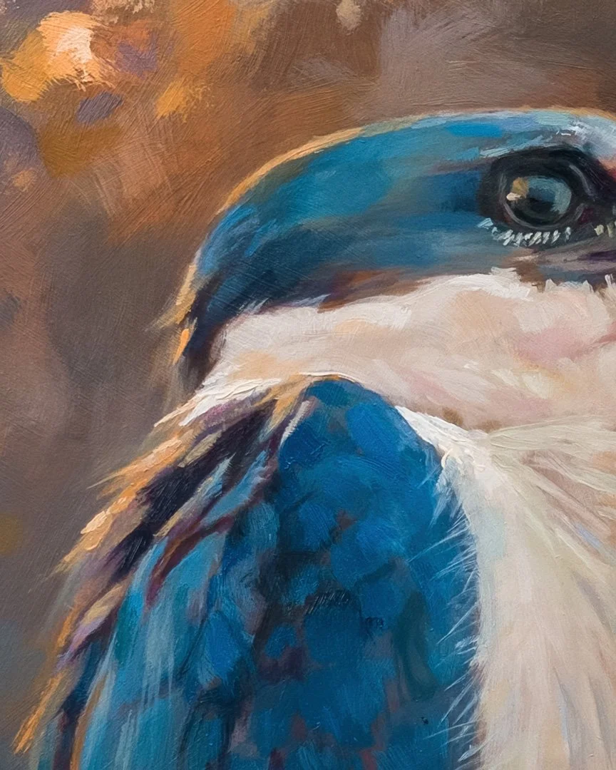 Collared_kingfisher_1K_detail_02.jpg
