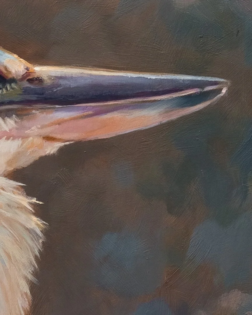Collared_kingfisher_1K_detail_03.jpg