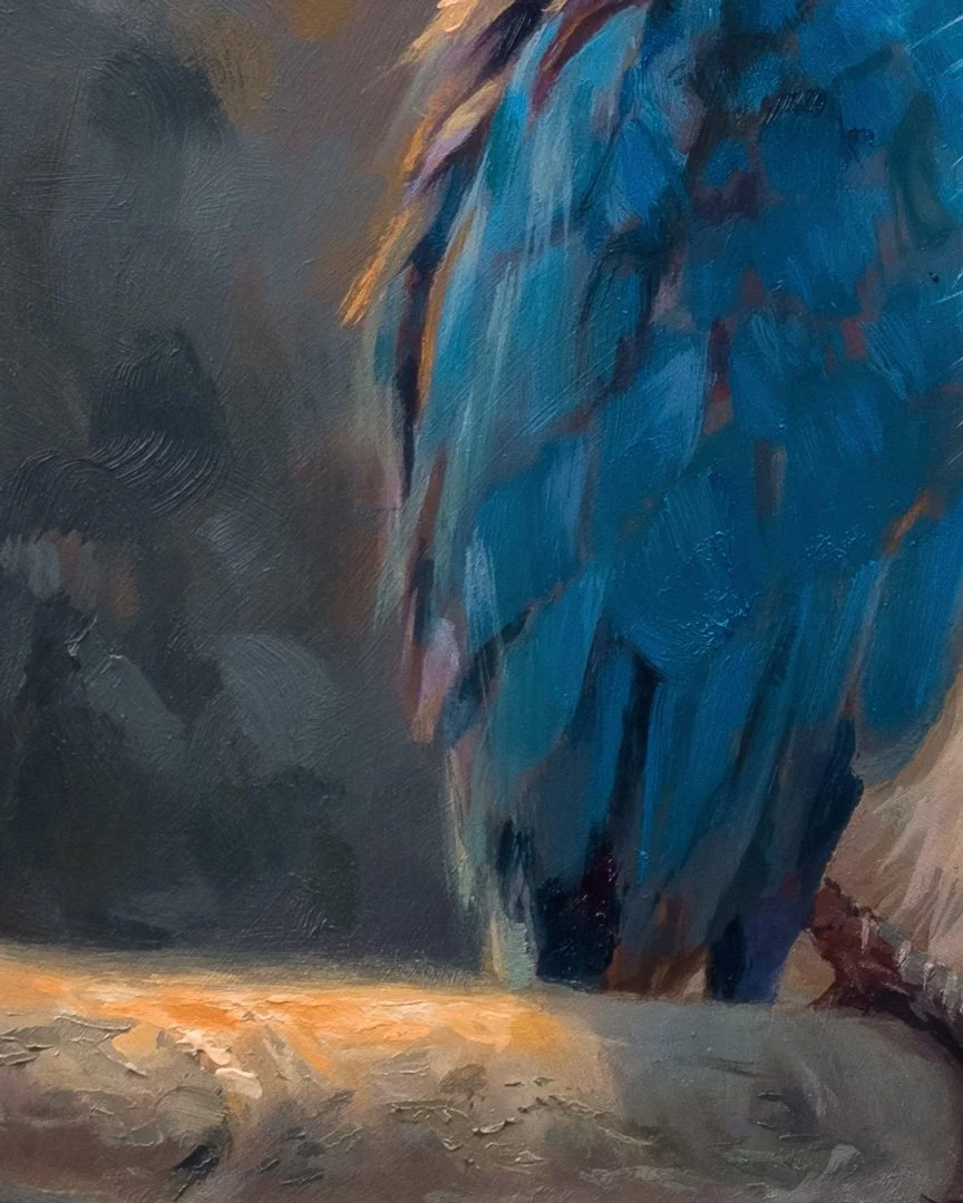 Collared_kingfisher_1K_detail_04.jpg