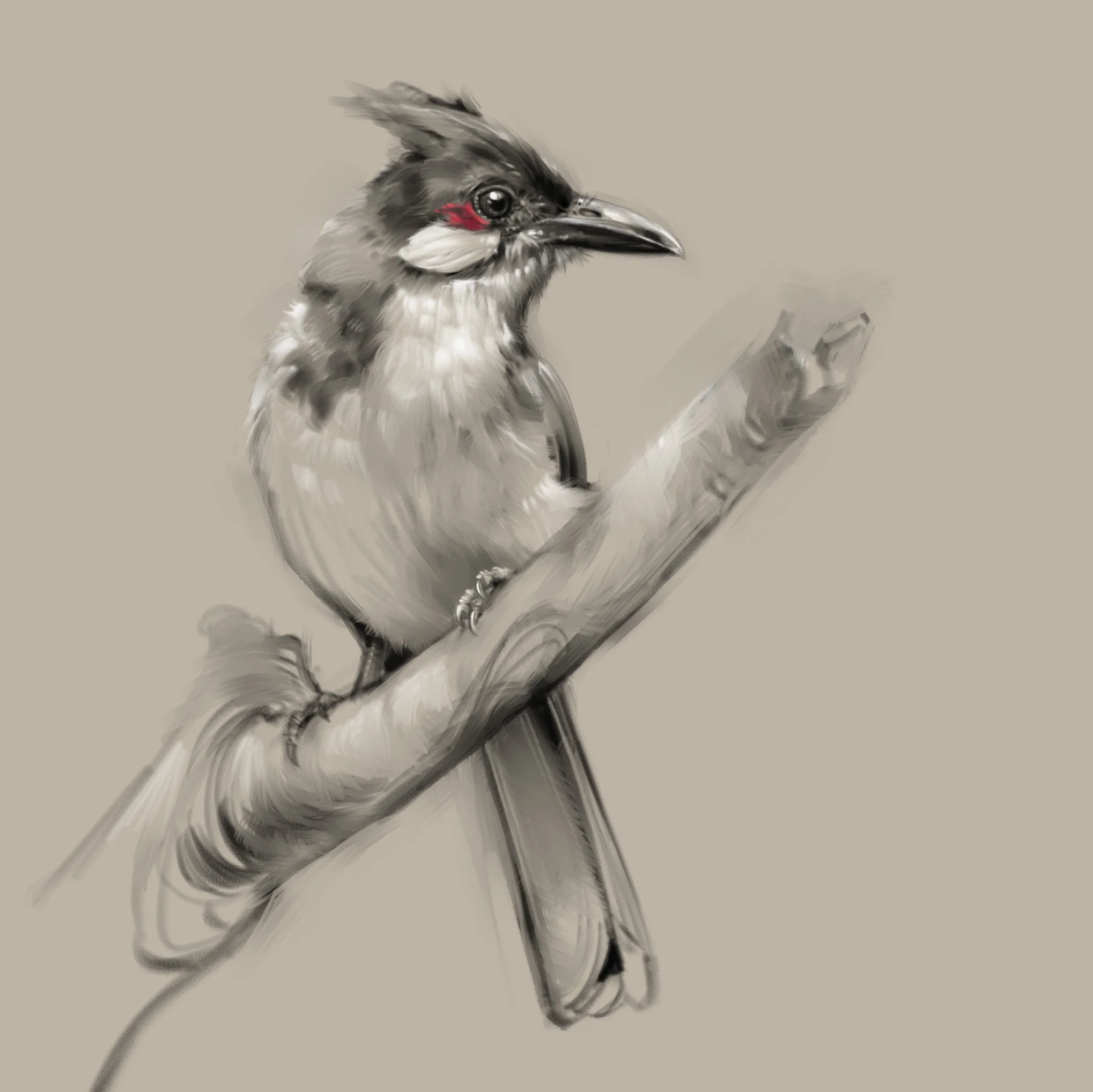 Red_whiskered_bulbul_01.jpg