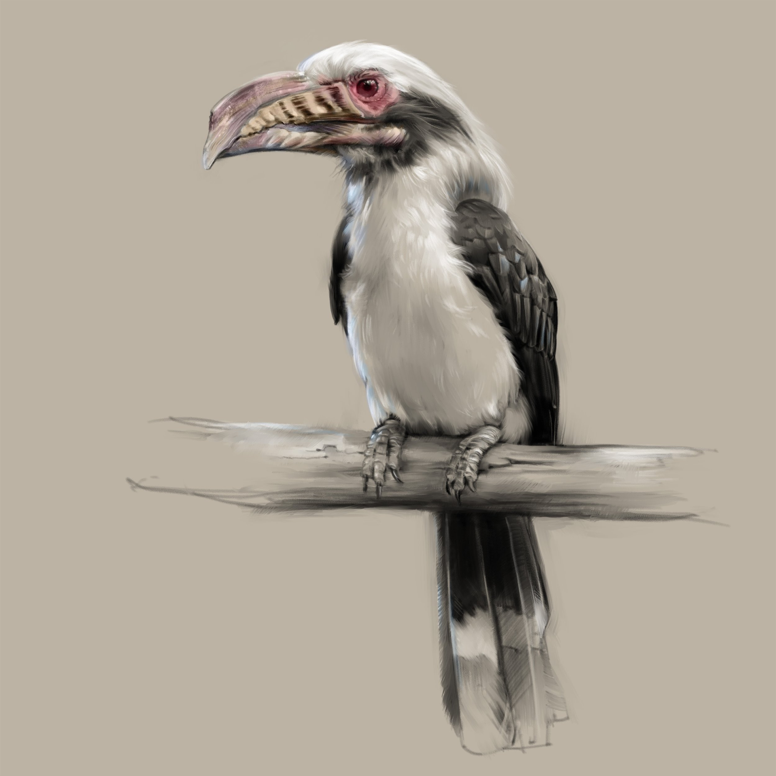 Visayan_hornbill_01.jpg