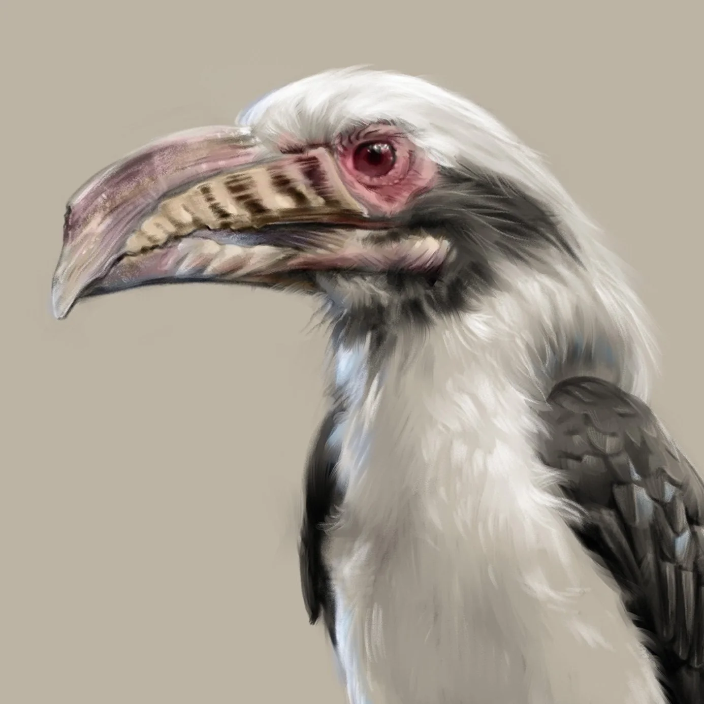 Visayan_hornbill_detail_01.jpg