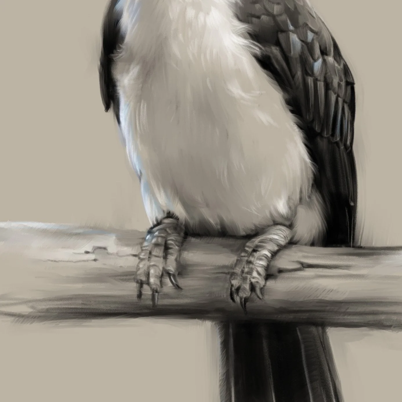 Visayan_hornbill_detail_02.jpg
