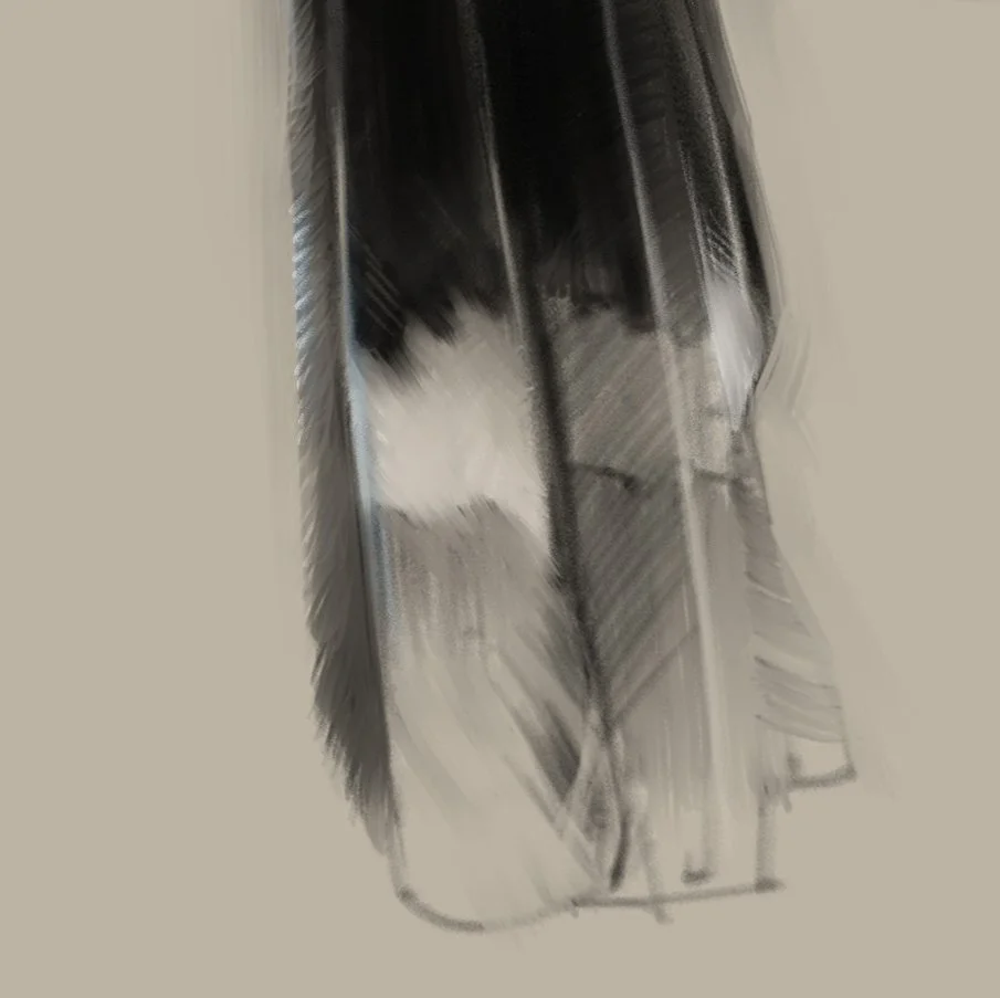 Visayan_hornbill_detail_03.jpg