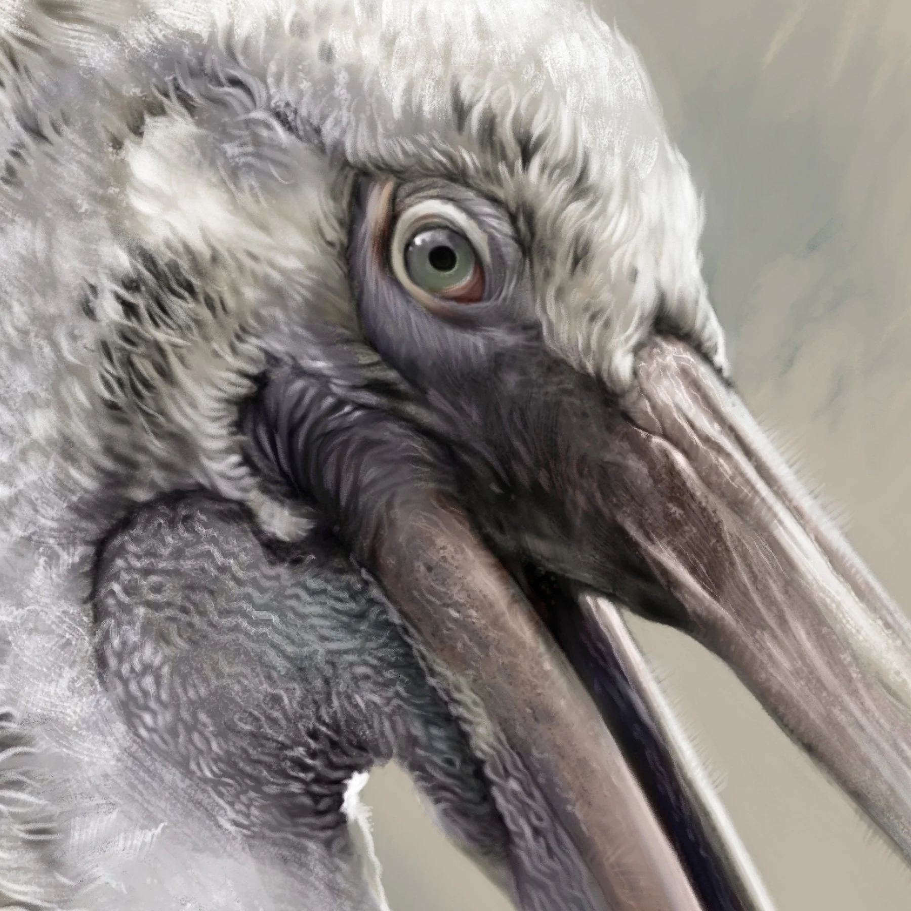 Dalmatian_pelican_detail_01.jpg