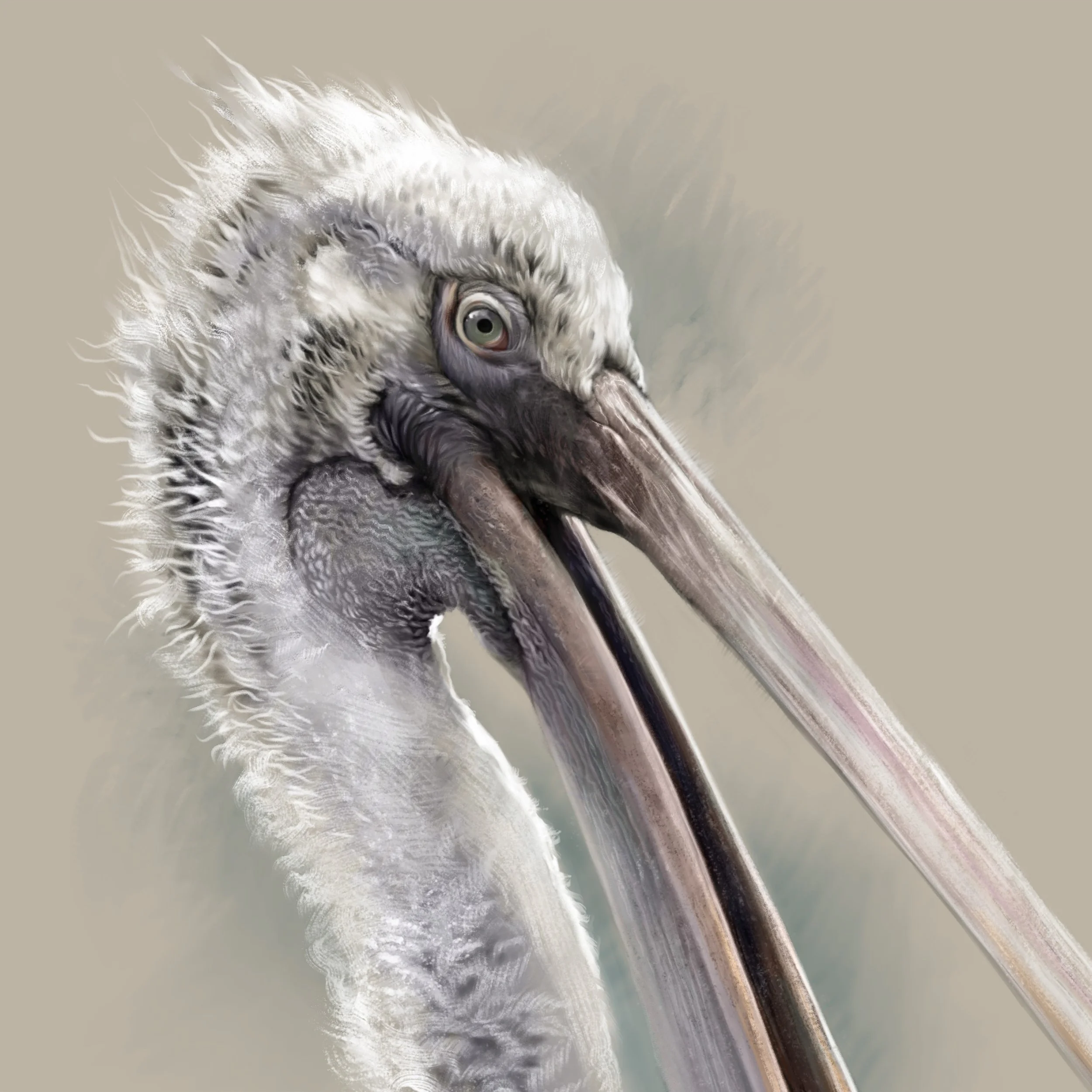 Dalmatian_pelican.jpg