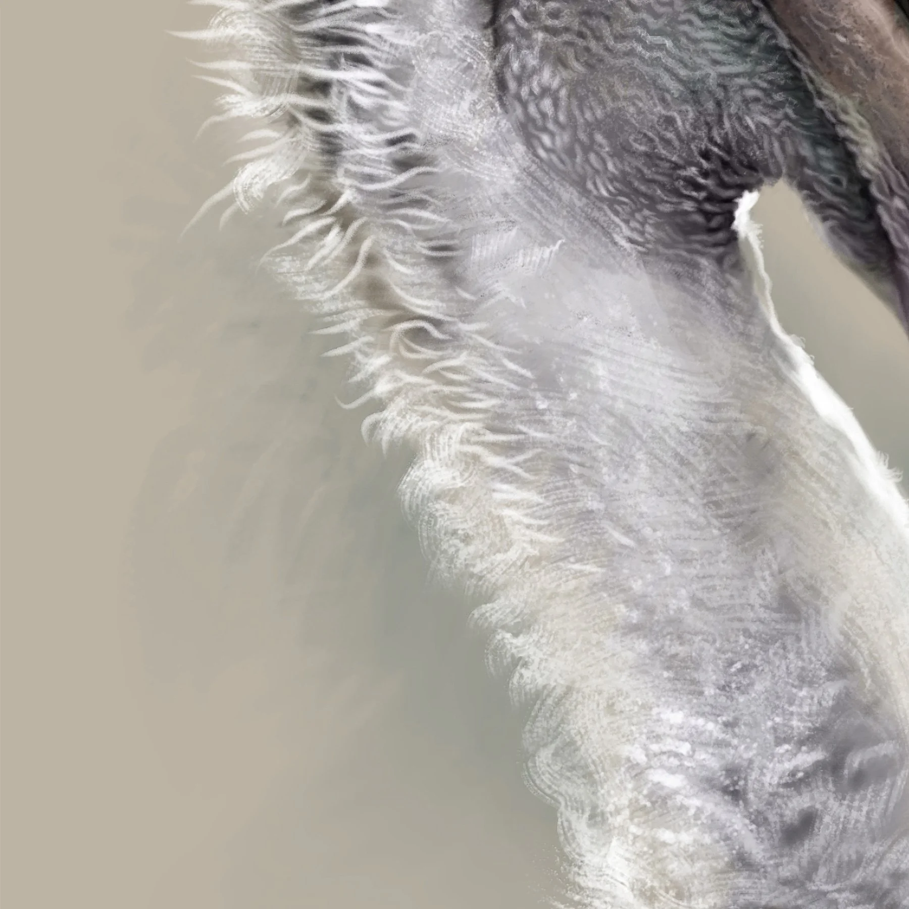 Dalmatian_pelican_detail_02.jpg