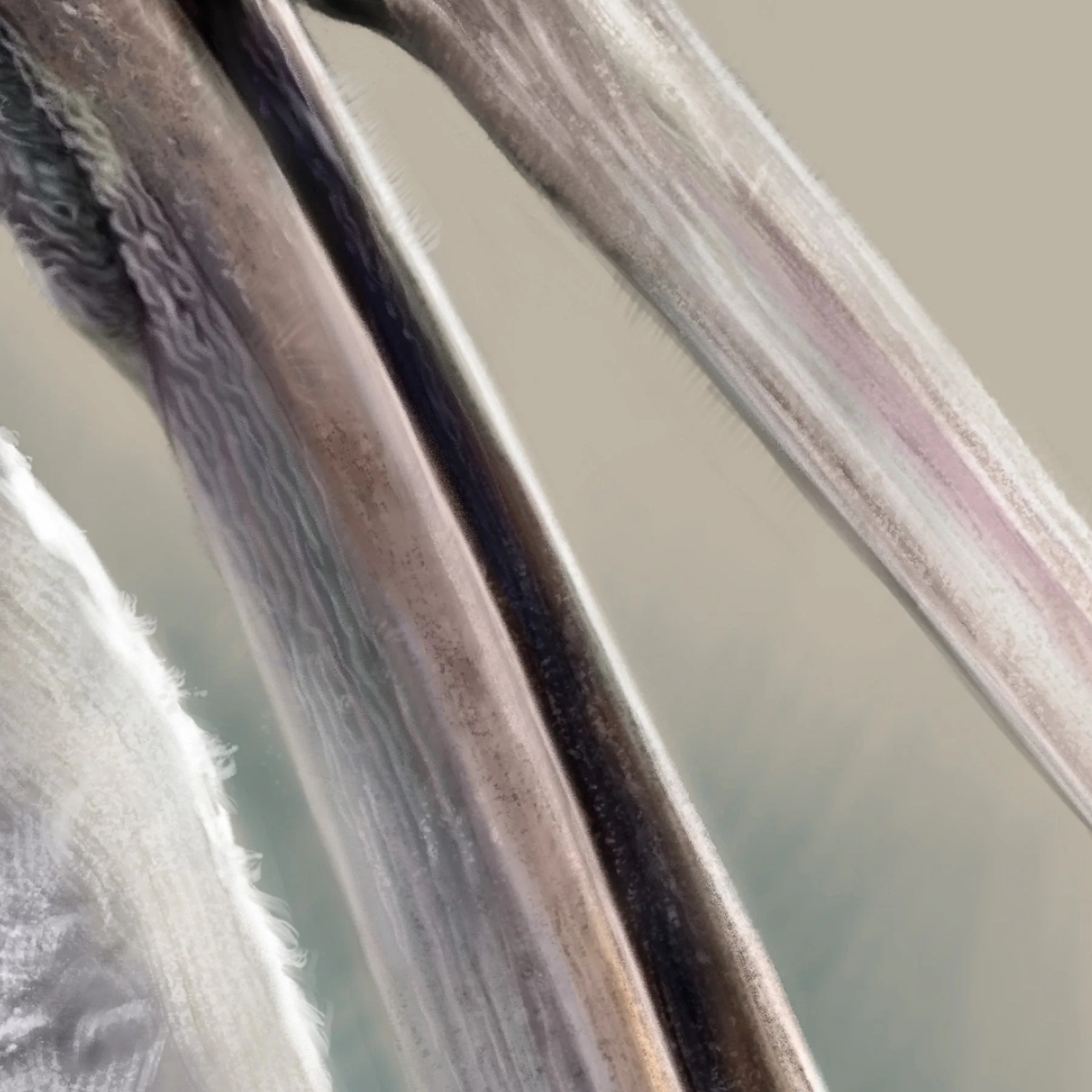 Dalmatian_pelican_detail_03.jpg