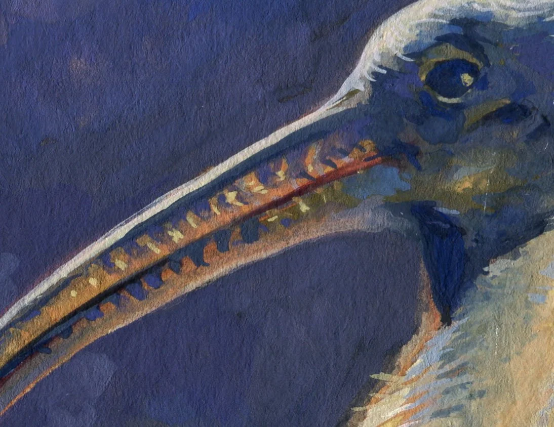 StrawNecked_iris_crop_02.jpg