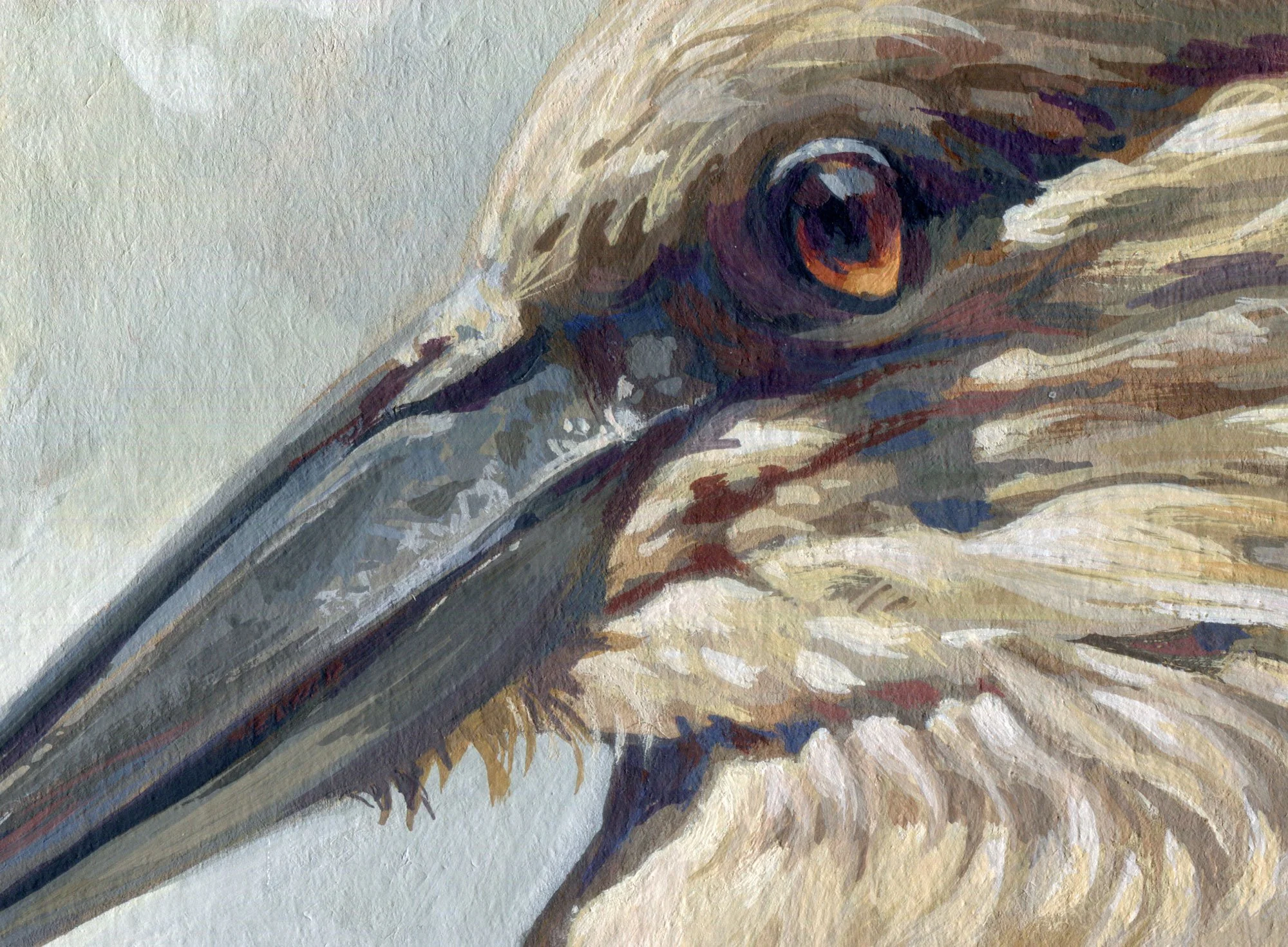 Hamerkop_detail_01.jpg