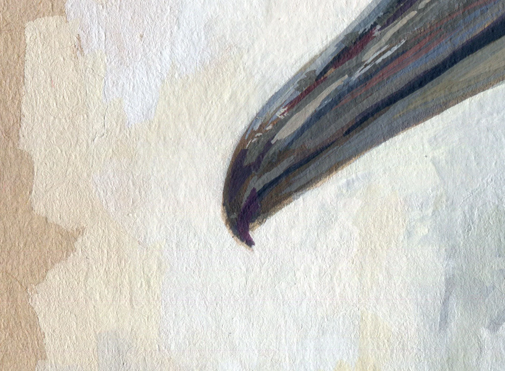 Hamerkop_detail_02.jpg
