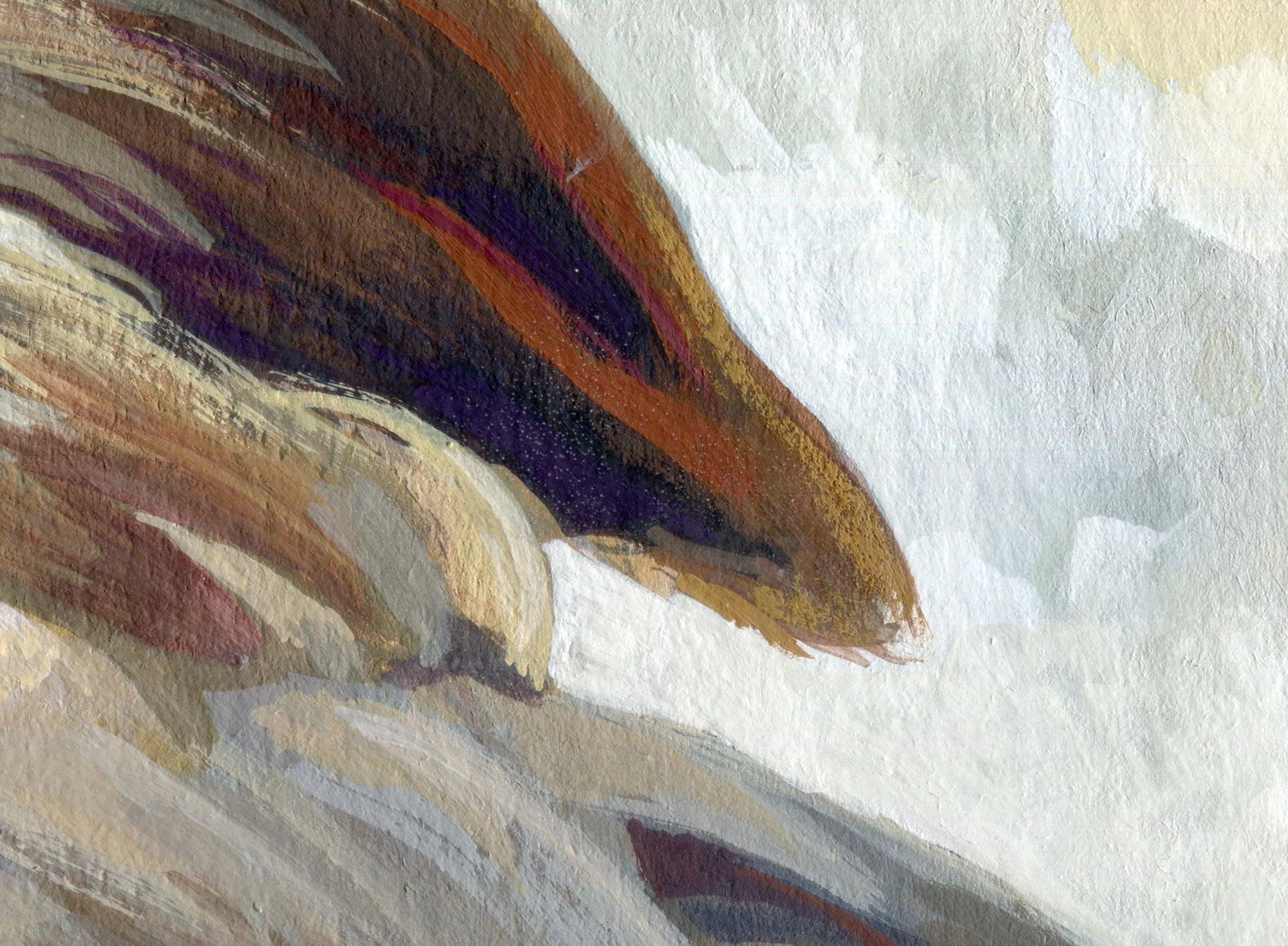 Hamerkop_detail_03.jpg