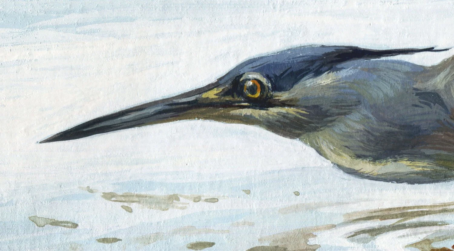 Little_heron_detail_01.jpg